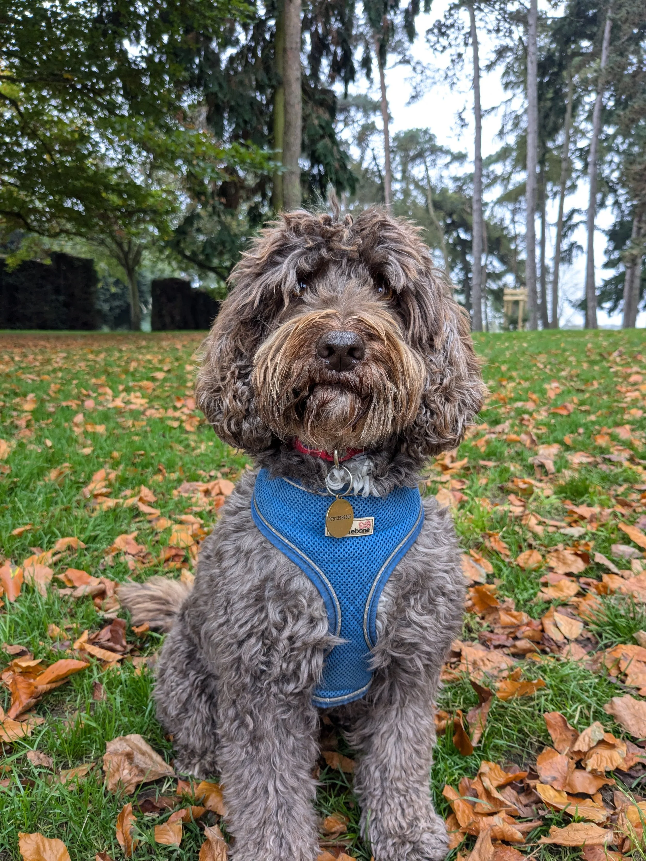 A brown Cockapoo in nature and autumn leaves