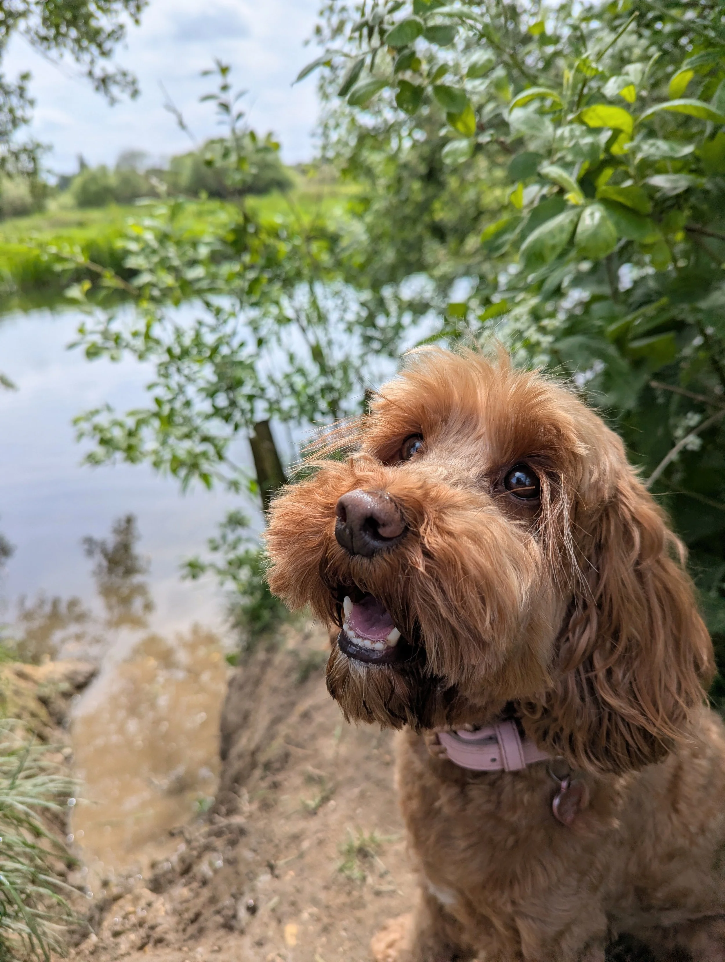 Smiling ginger cockapoo