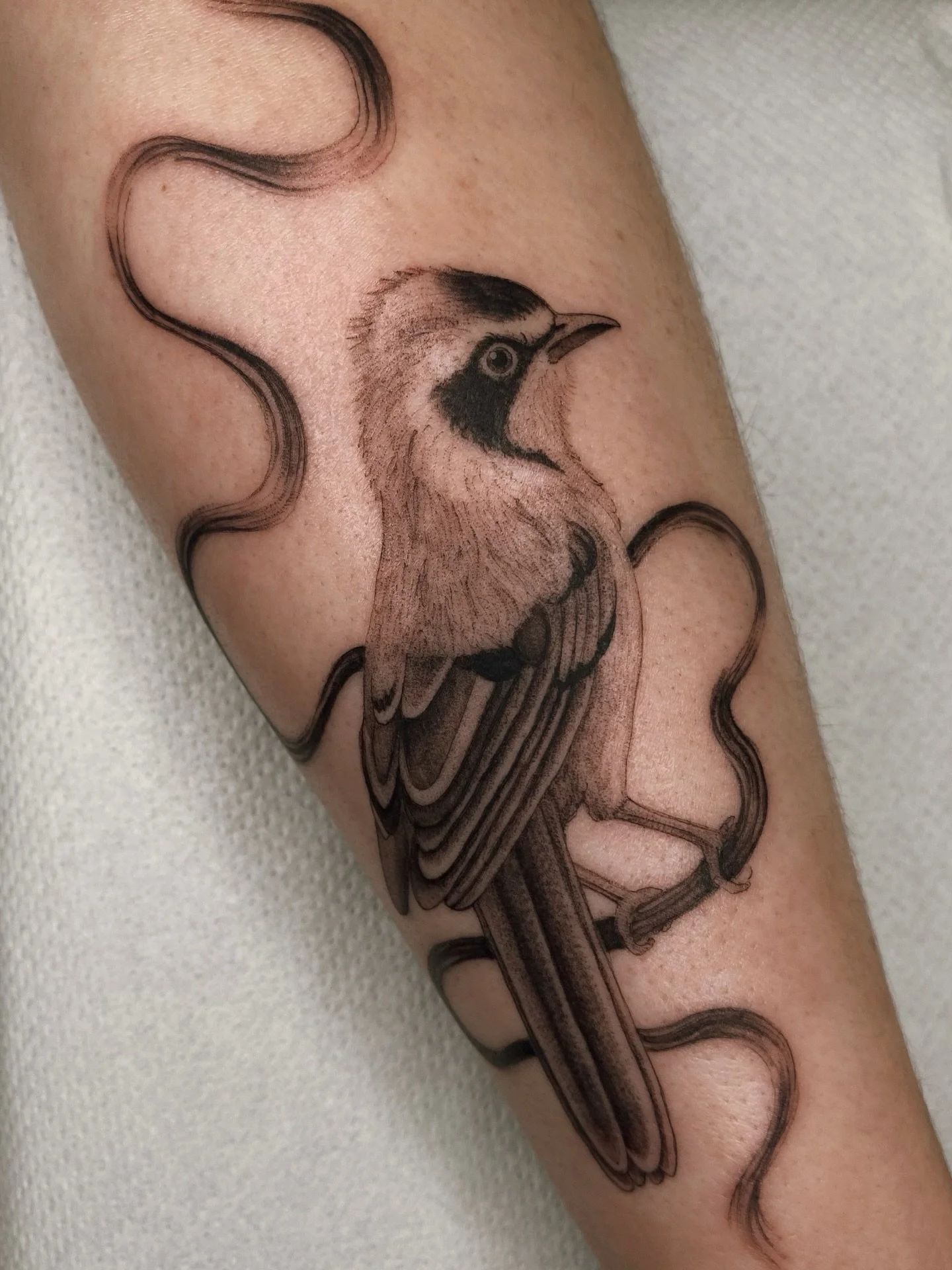 Another flash piece made for Callie, thank you so much! ♡
Made at @tangerinedreamsstudio 

𑁍 booking January &amp; February, get in touch if you&rsquo;d like to get tattooed 𑁍

#birdtattoos #birdtattoodesign #birdtattoo #vintagetattoo #brushstroke 