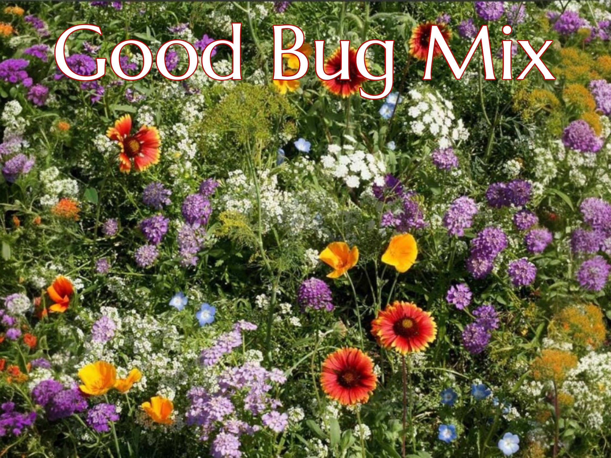 Beneficial Bug 3.png