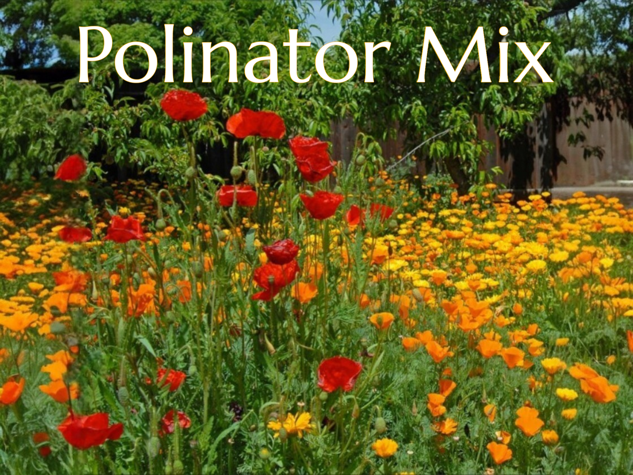 PN Polinators 1 (1).png