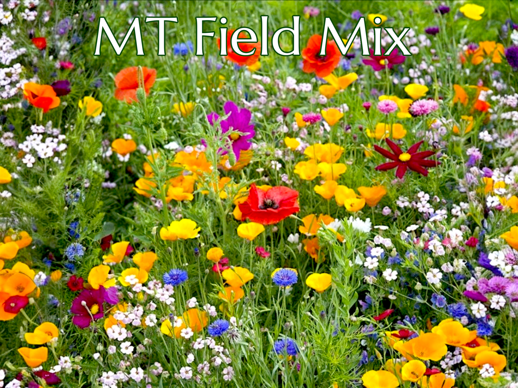 MT Field Mix New.png