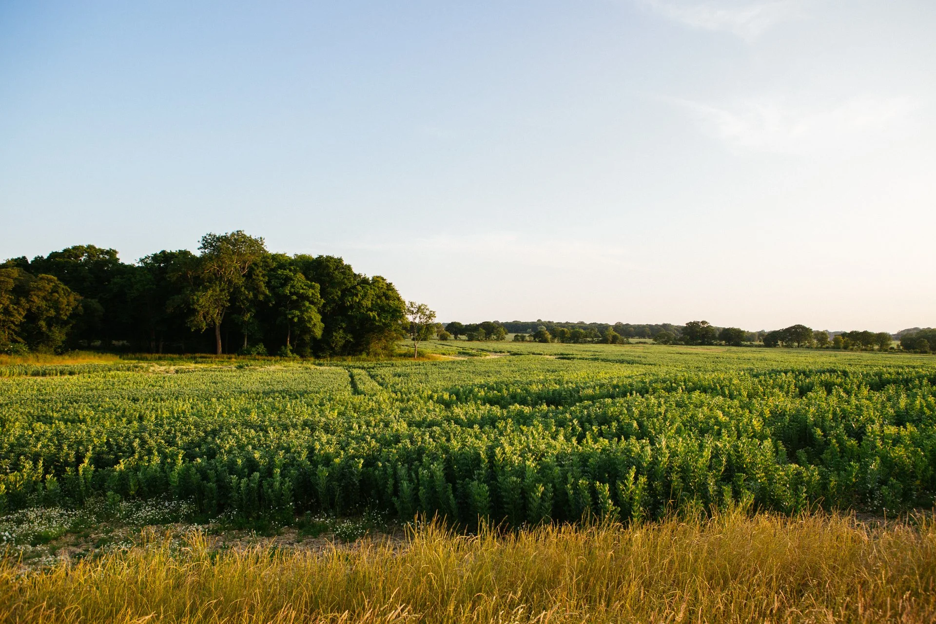 A scenic view of a lush green field with tall grass in the foreground, dense trees on the left, and an expansive open sky.