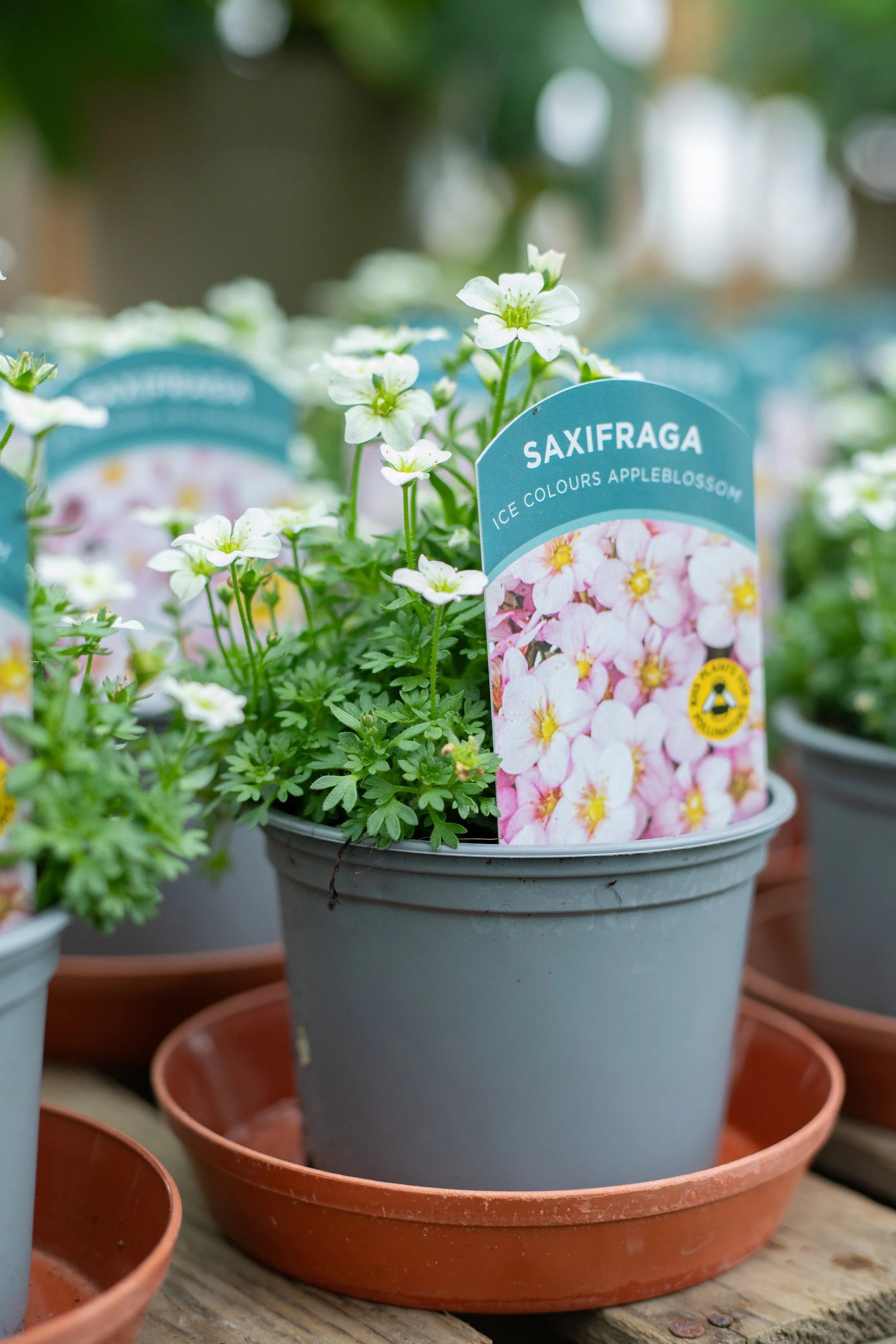 Saxifraga - Ice Colours Applebottom [10.5cm]