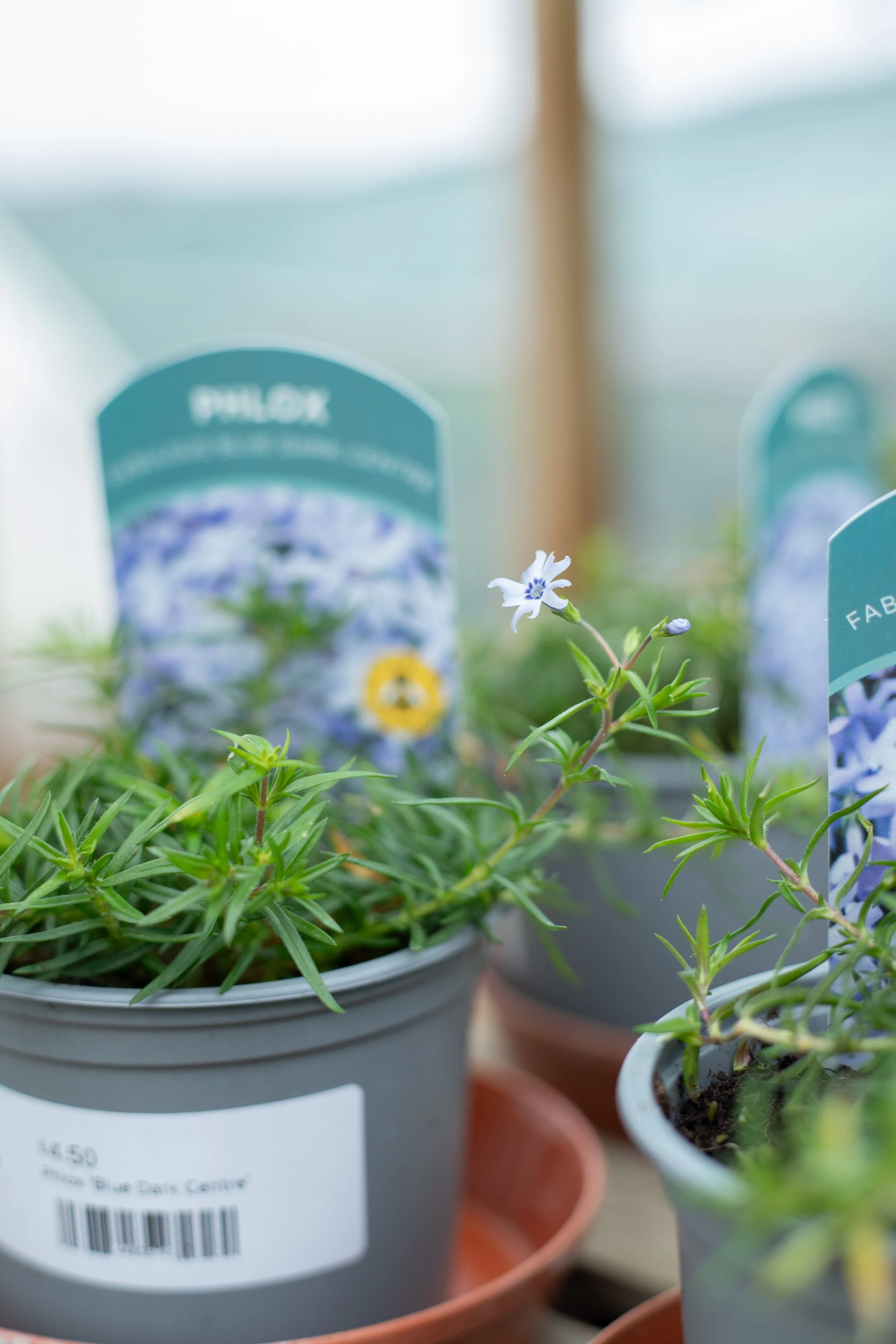 Phlox - Blue Dark Centre [10.5cm]