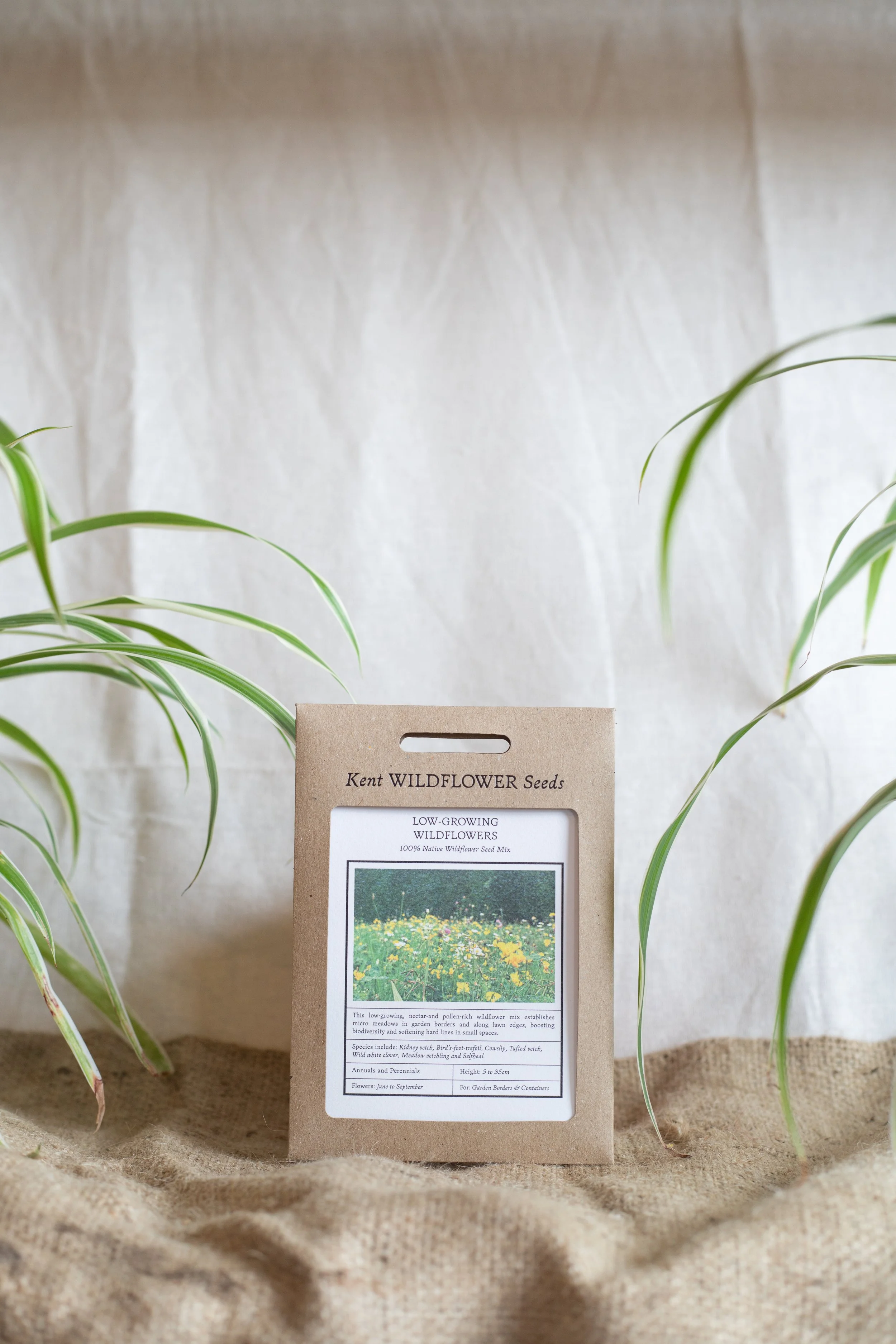 Low-growing wildflowers (Kent Wildflower Seeds)