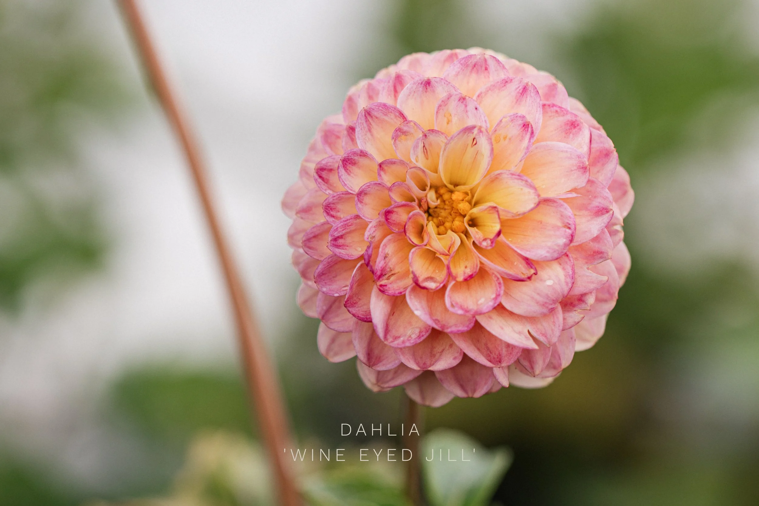 Dahlia 'Wine Eyed Jill' 2.jpg