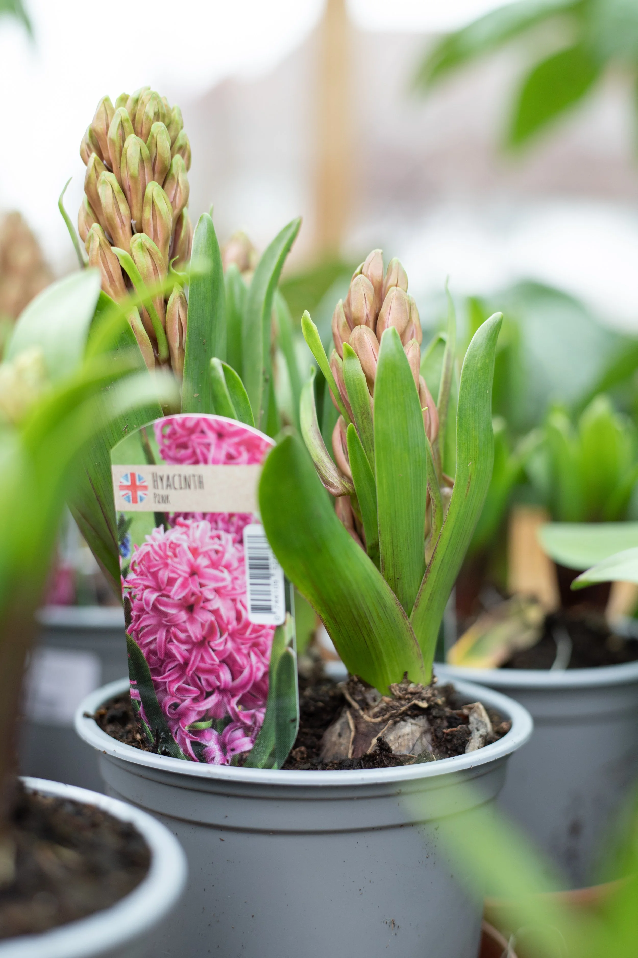 Hyacinth - Pink Pearl [13cm]