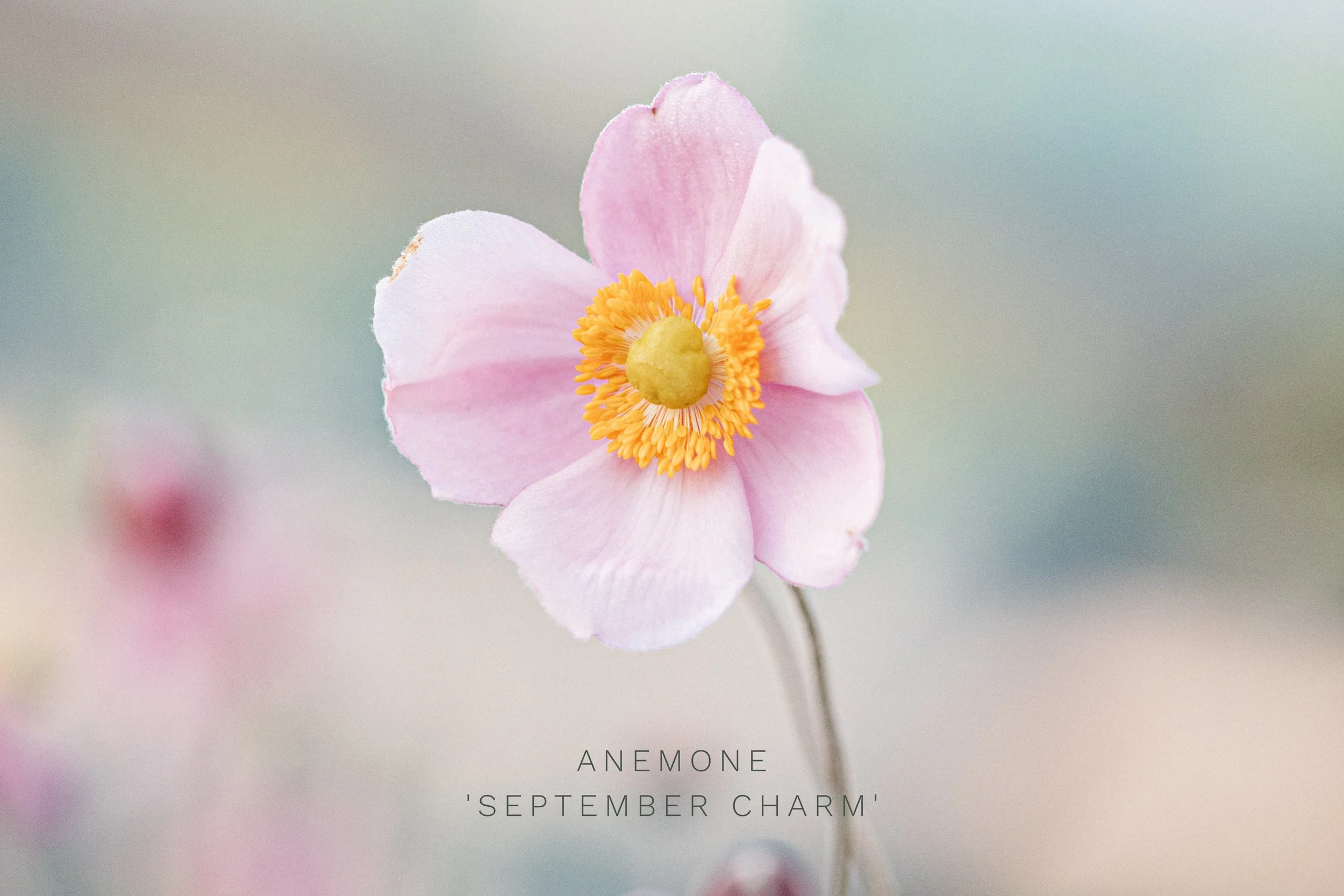 Anemone 'September Charm'.jpg