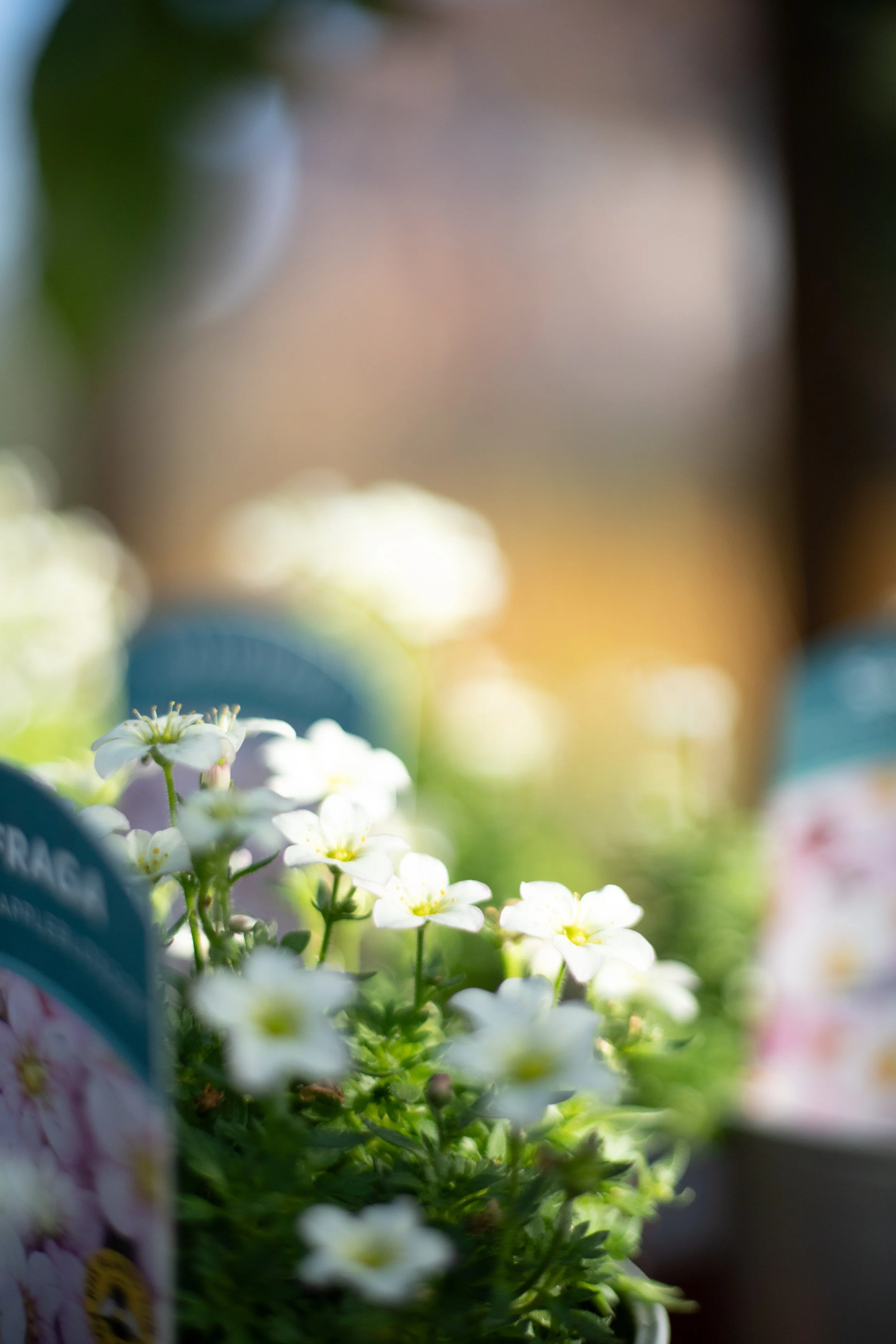 Close-up of small white flowers with yellow centers, surrounded by green leaves, with blurred plant labels in the background.