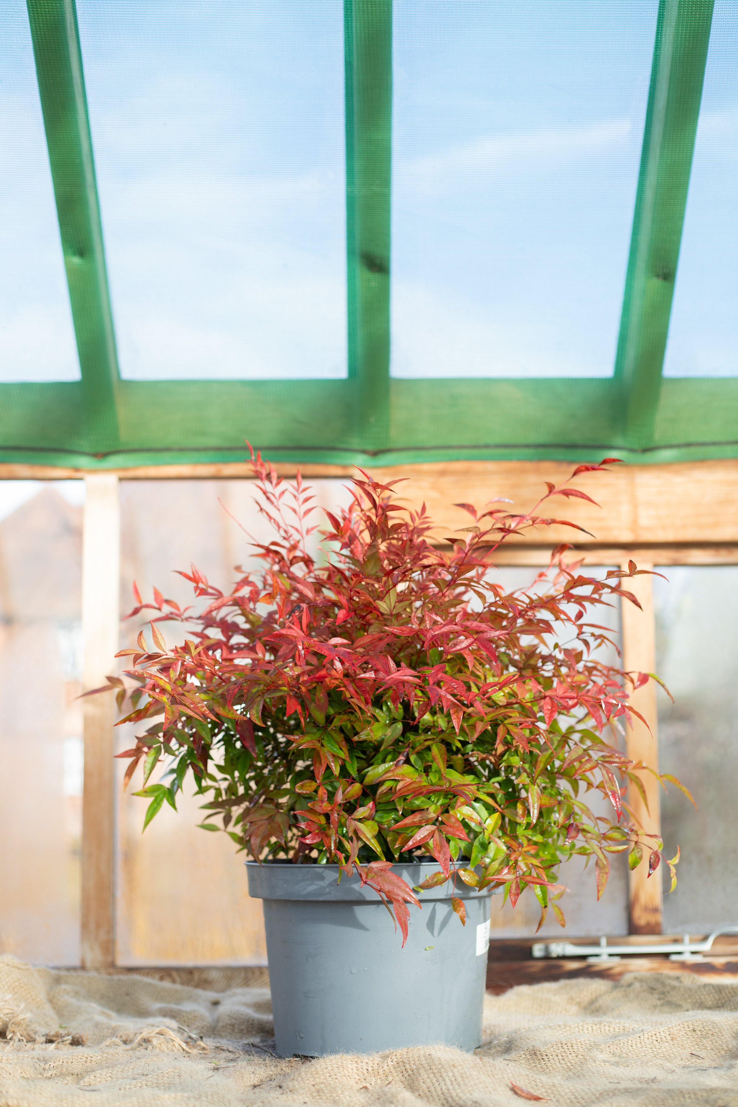 Nandina domestica ‘Obsessed’ (Heavenly bamboo) [7.5L]
