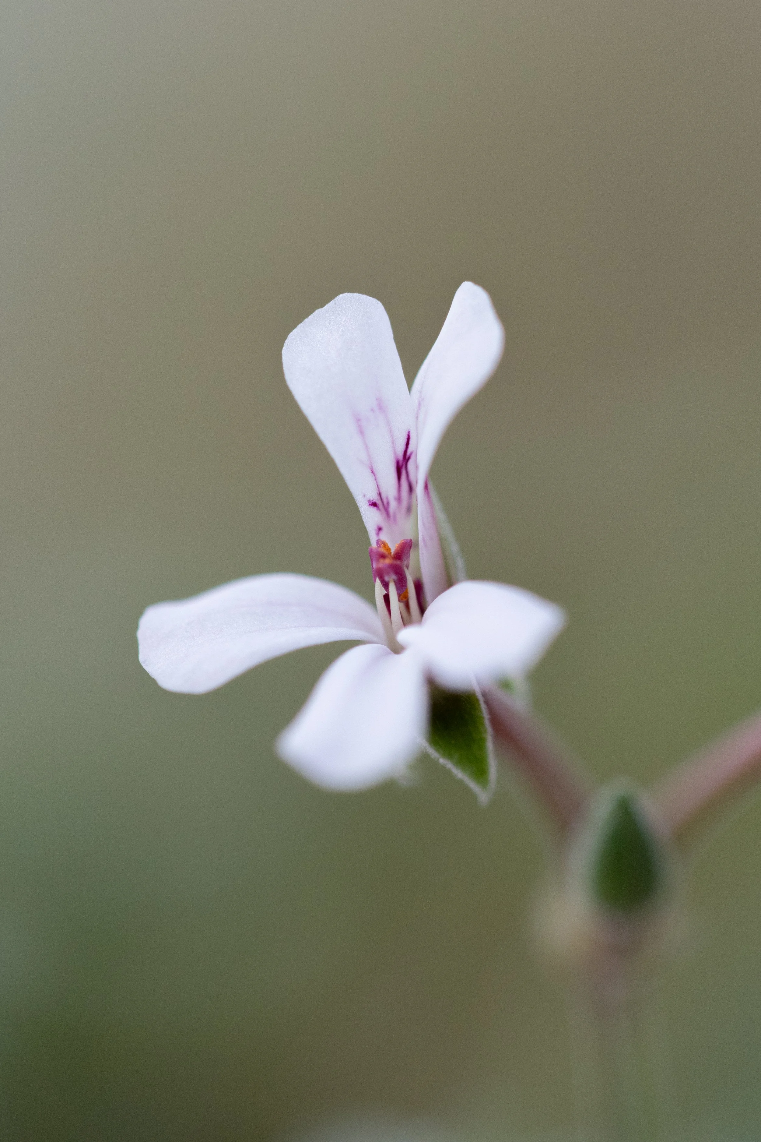 Close-up of a delicate white flower with faint pinkish-purple streaks on its petals, against a blurred green and gray background.
