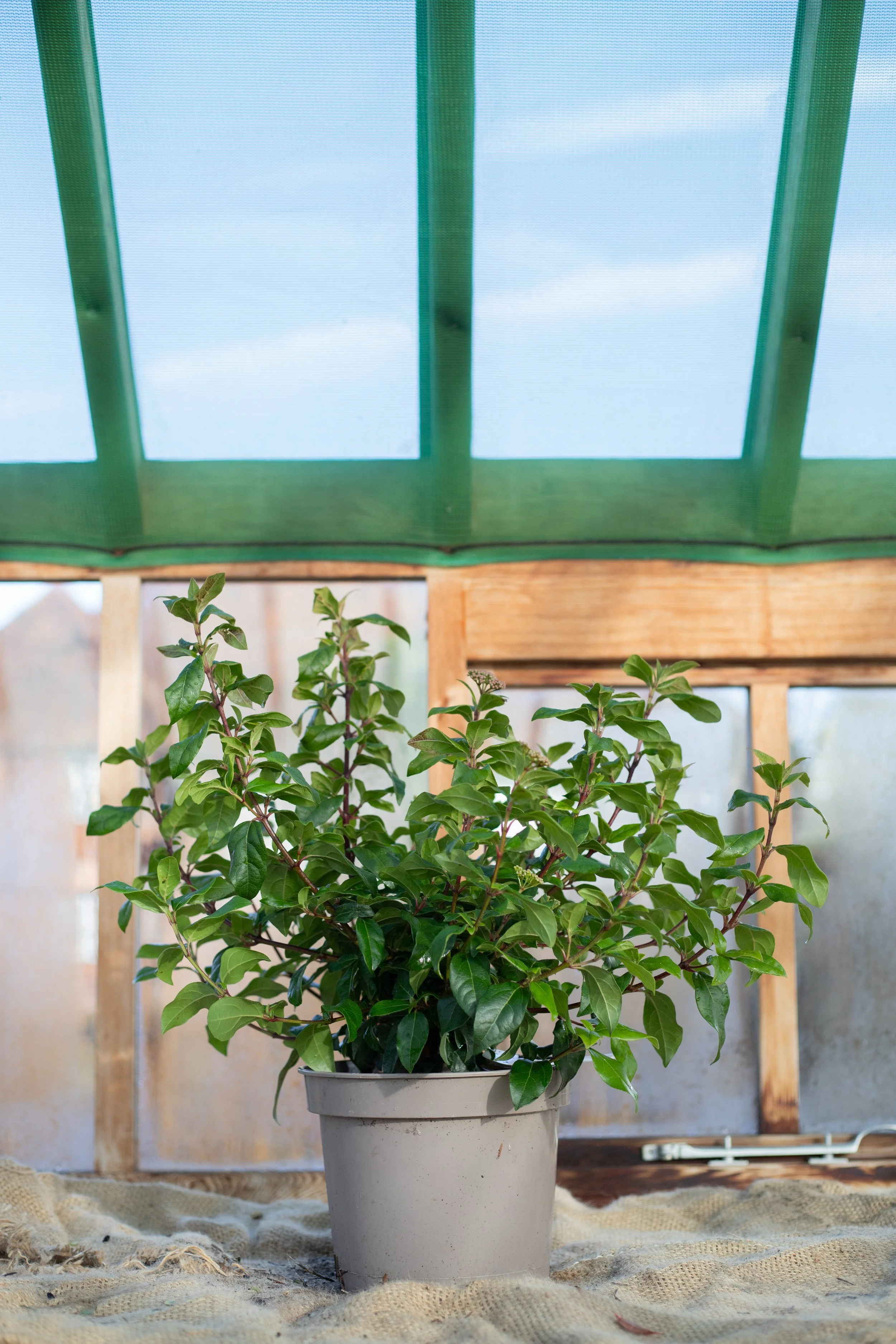 Viburnum tinus ‘French White’ (Laurustinus ‘French White’) [5L]