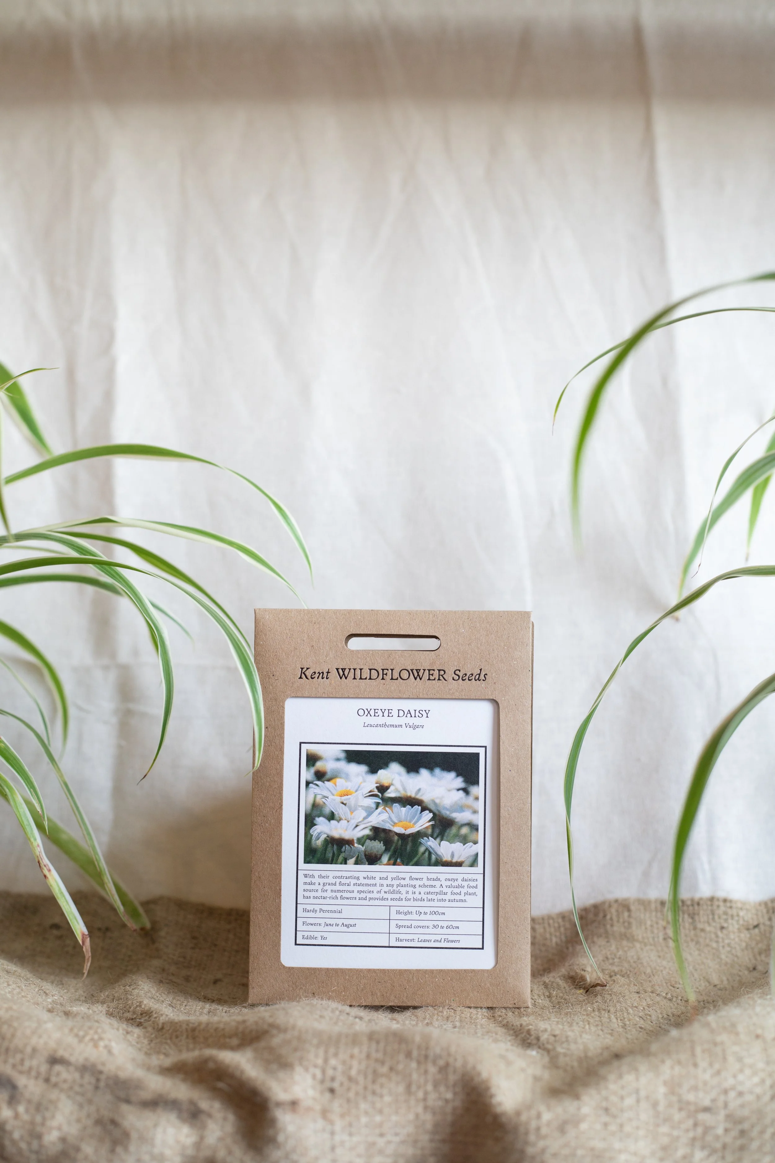 Oxeye daisy (Kent Wildflower Seeds)