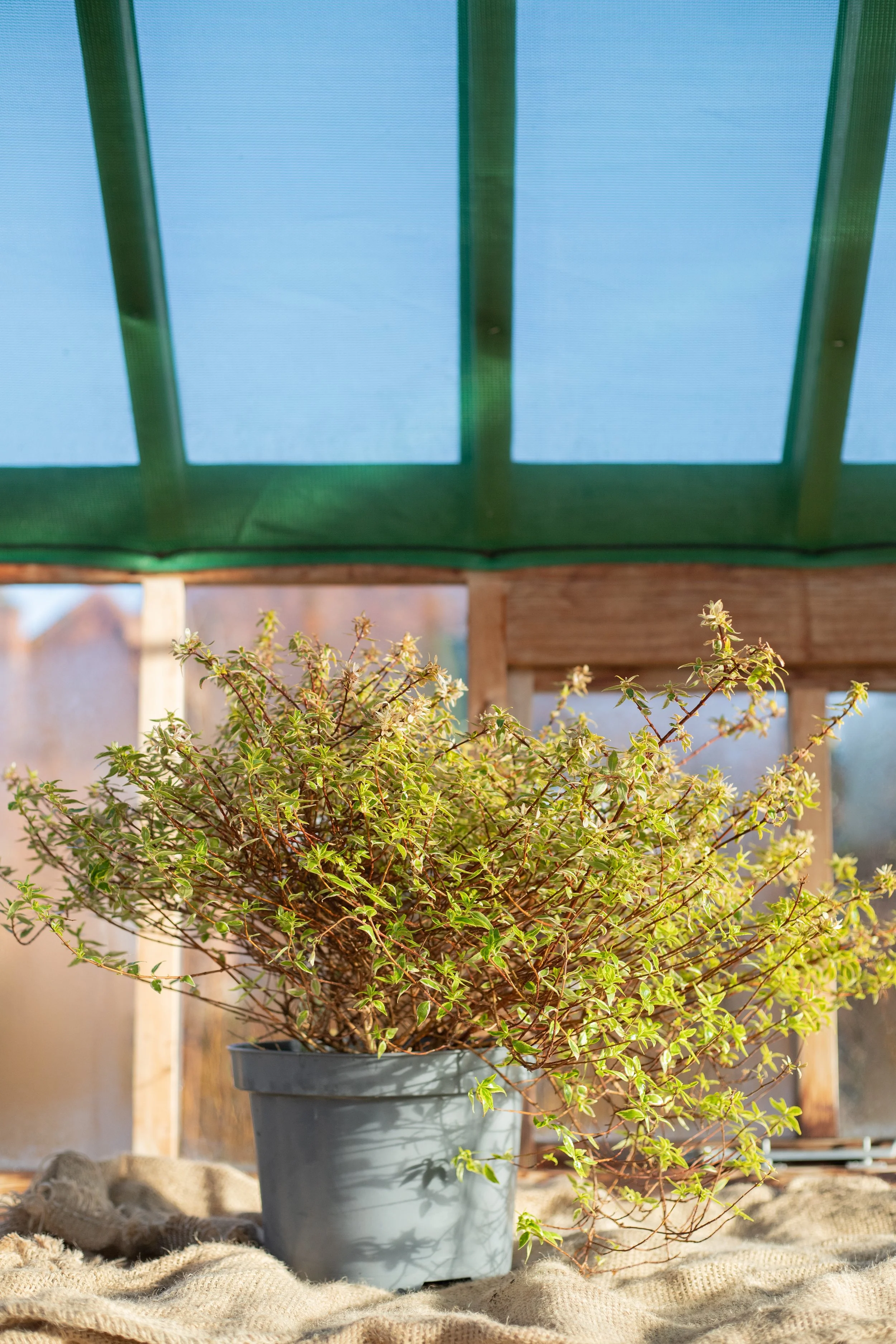 Abelia x grandiflora ‘Kaleidoscope’ [7.5L]