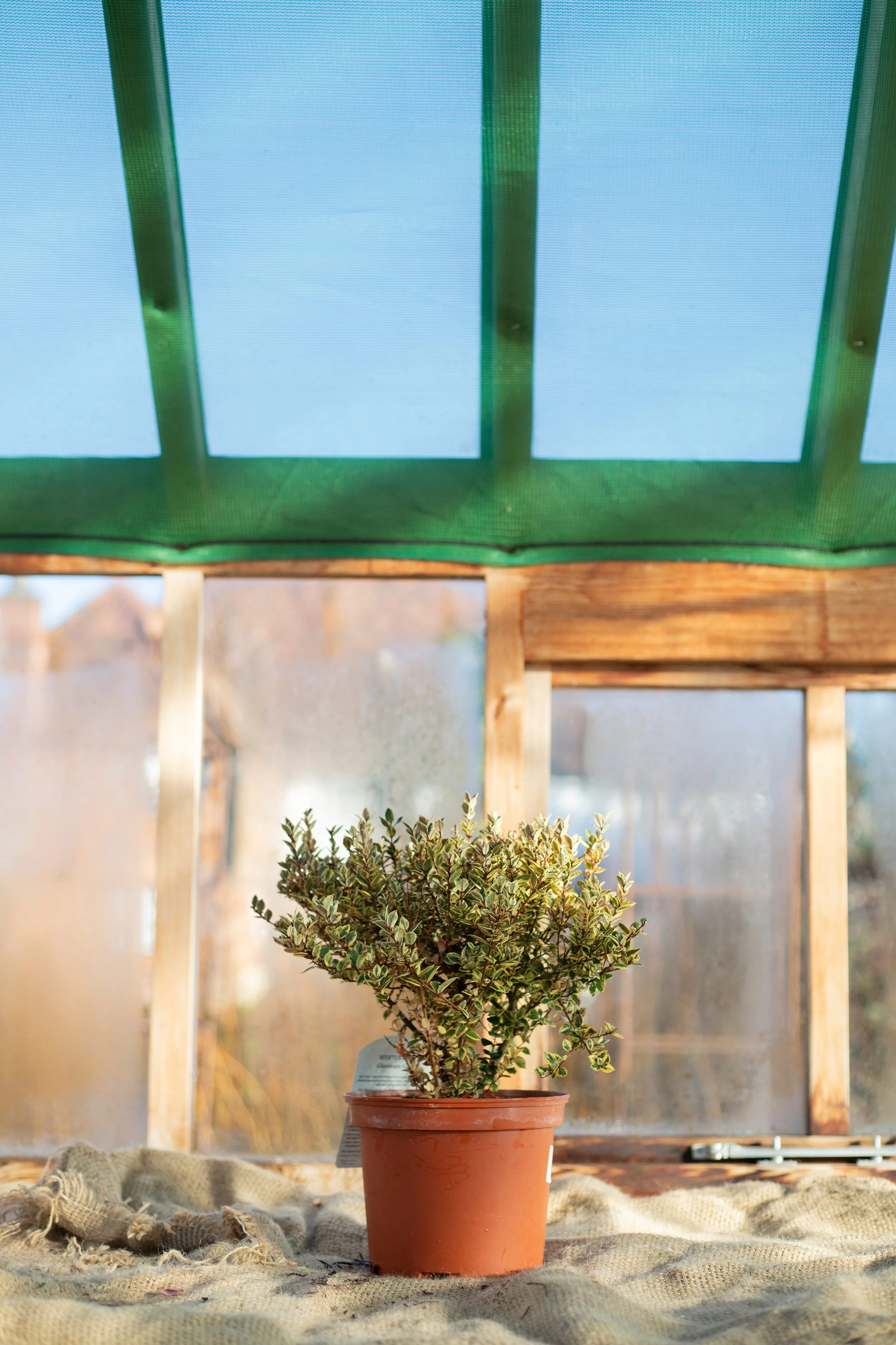 Myrtus ‘Glanleam Gold’ [3L]
