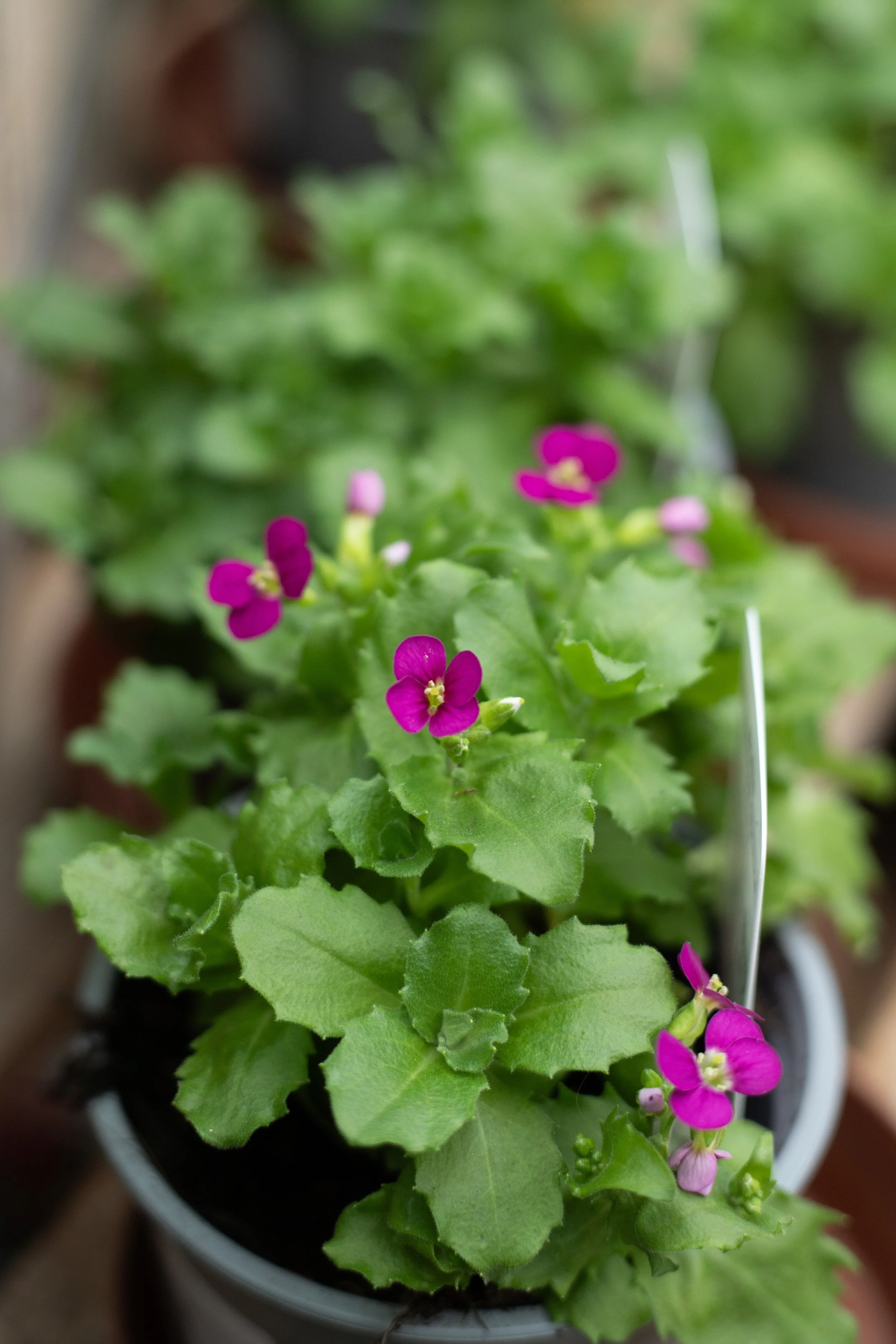 Arabis - Deep Rose [10.5cm]