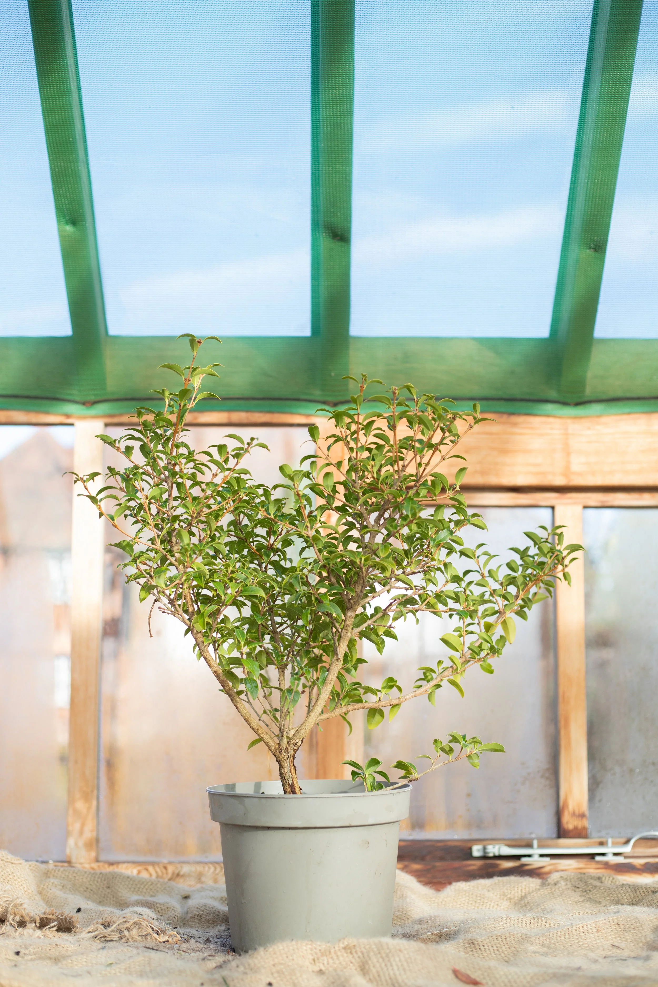 Osmanthus x burkwoodii (Osmathus) [5L]