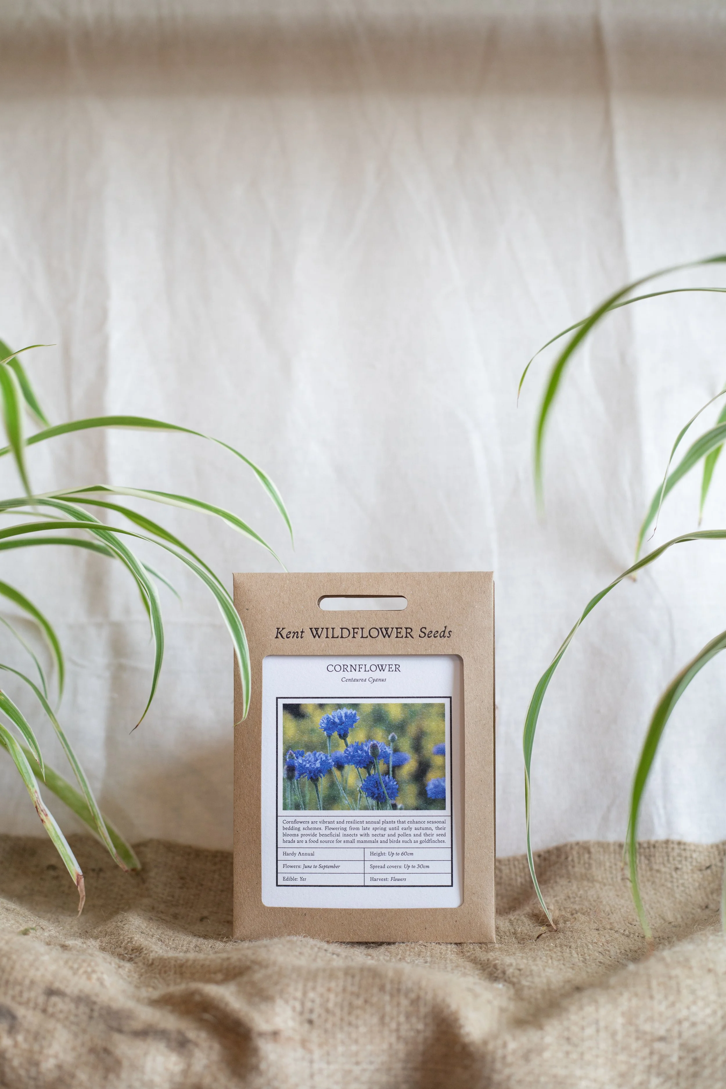 Cornflower (Kent Wildflower Seeds)