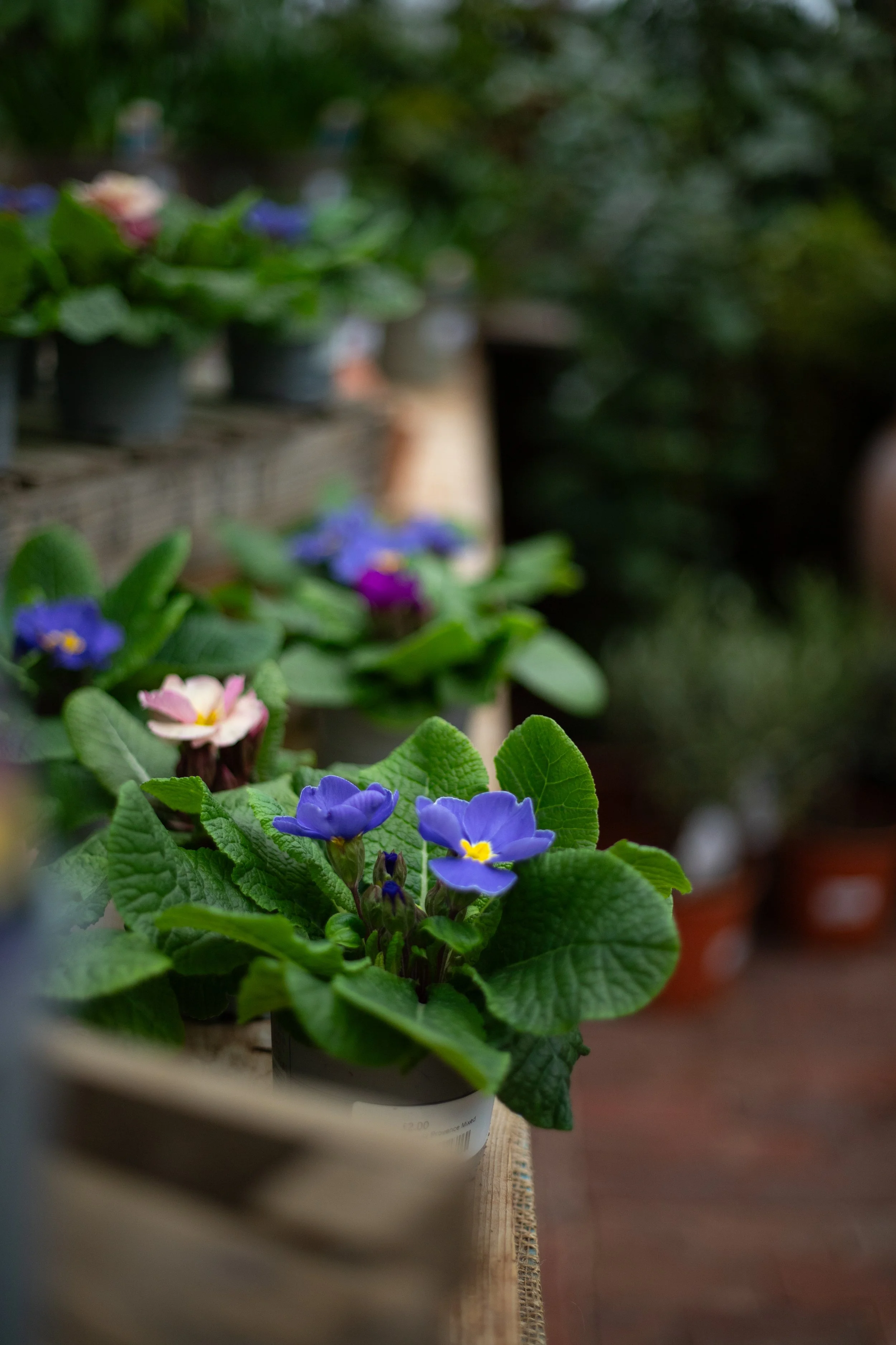 Purple and pink primrose flowers in pots on a wooden shelf in a garden.