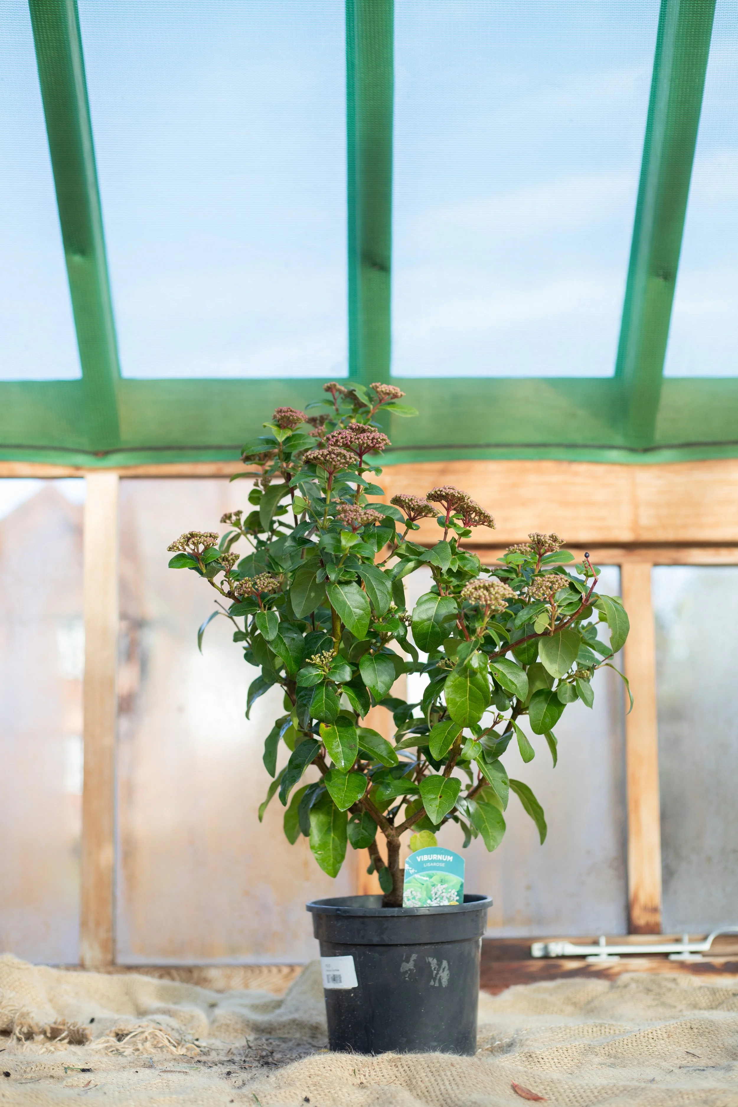 Viburnum tinus ‘Lisarose’ (Laurustinus ‘Lisarose’) [7.5L]