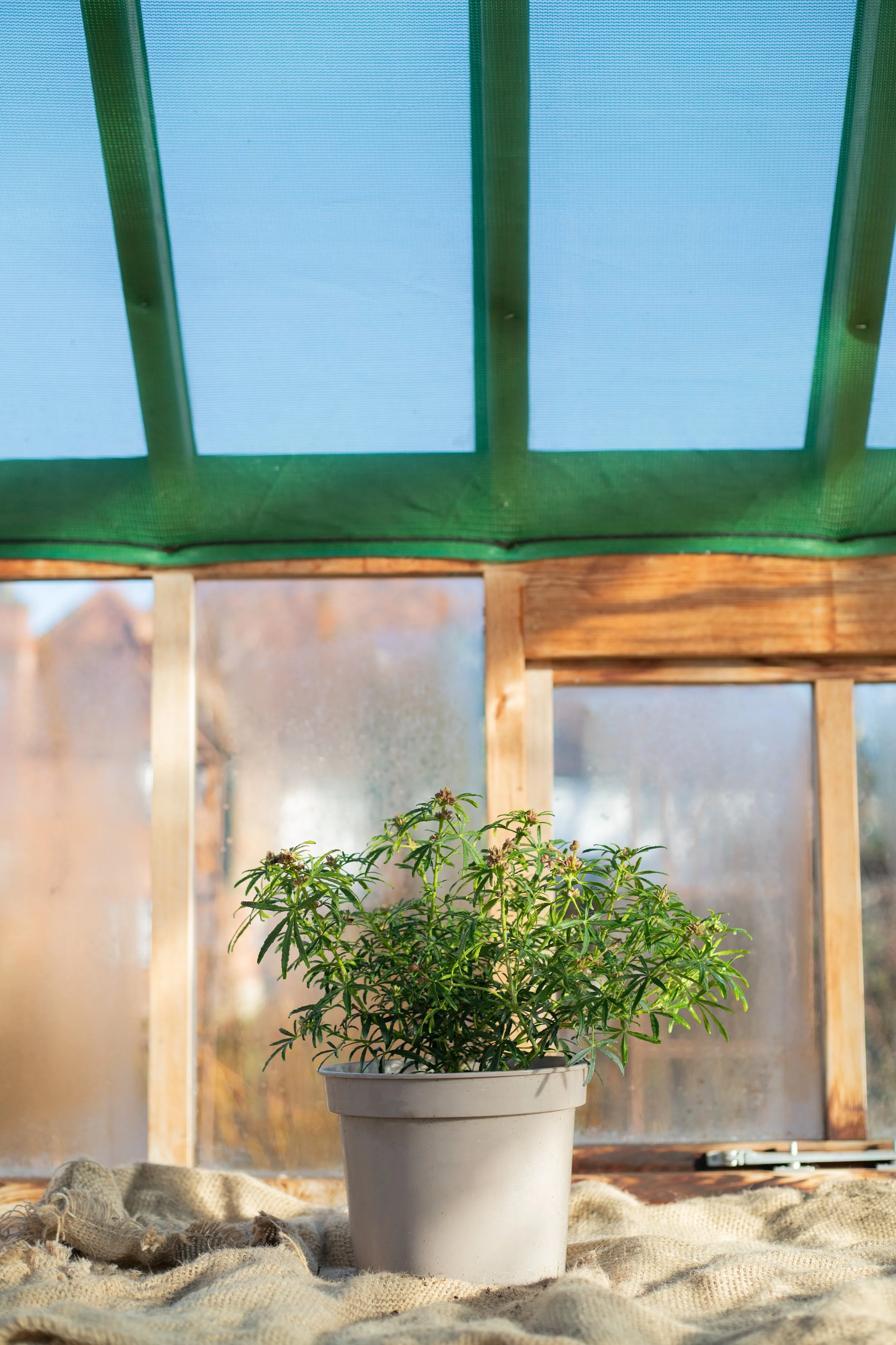 Choisya ternata ‘White Dazzler’ (Mexican orange ‘White Dazzler’) [5L + 7.5L]