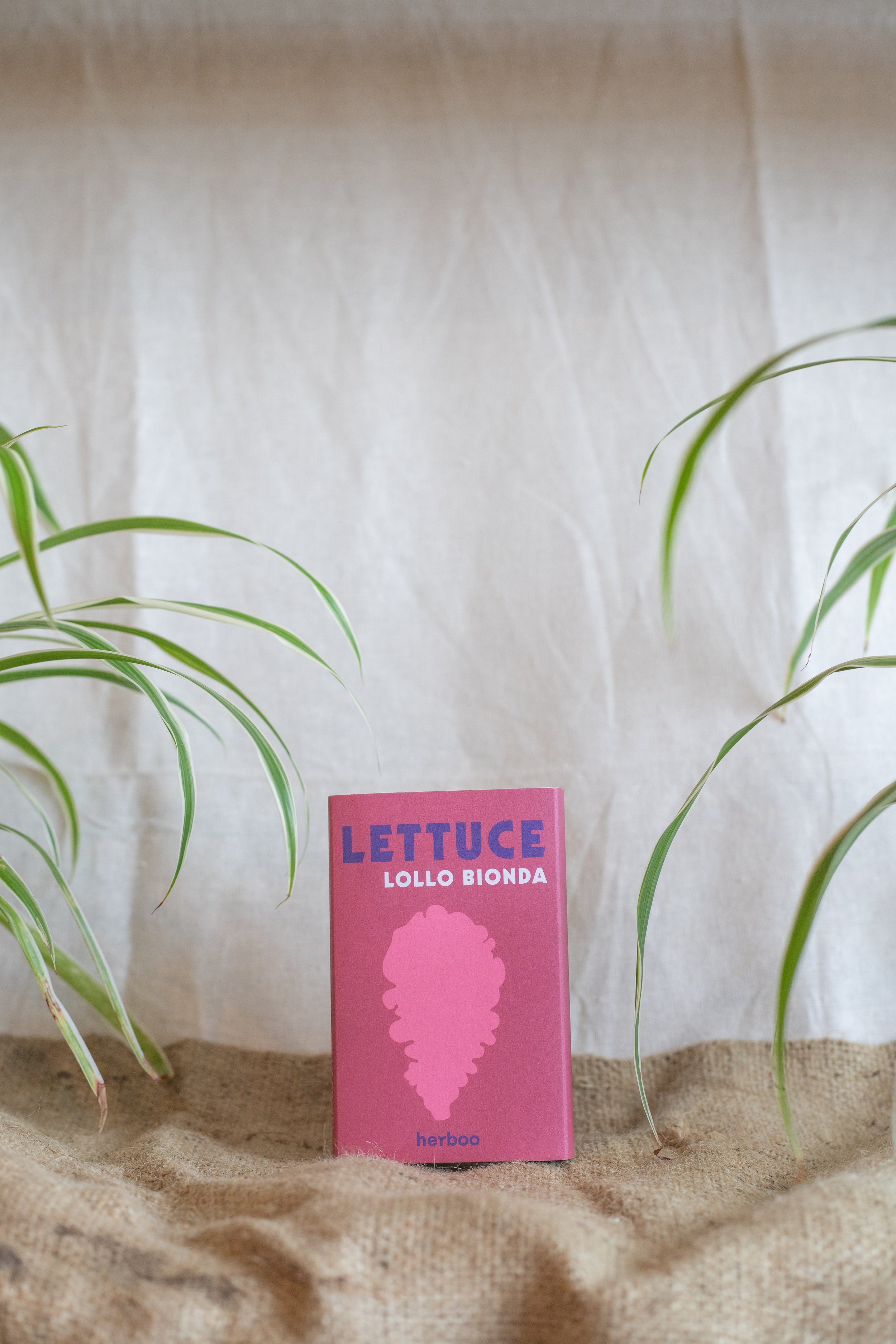 Lettuce ‘Lollo Bionda’ (Herboo)