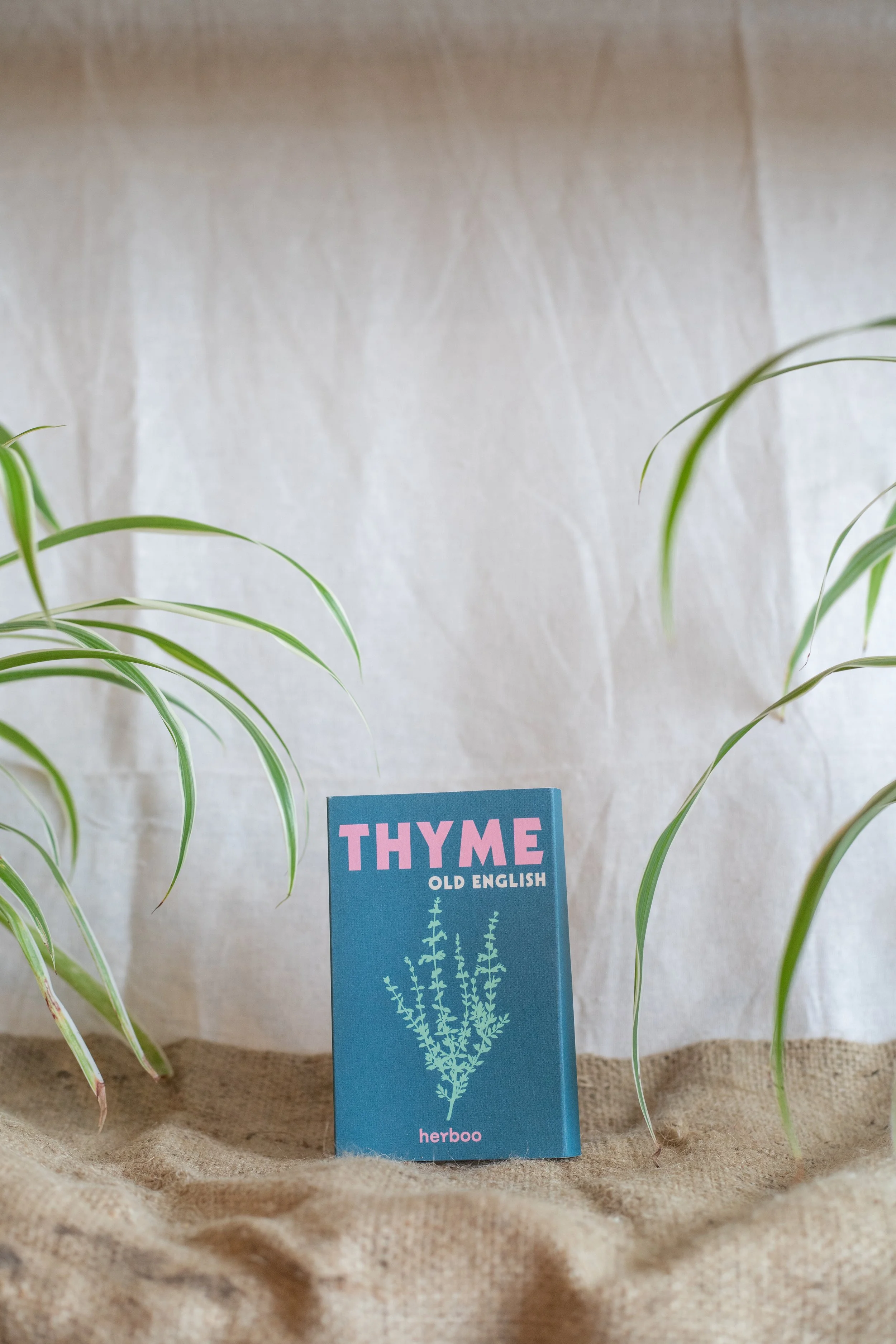 Thyme ‘Old English’ (Herboo)