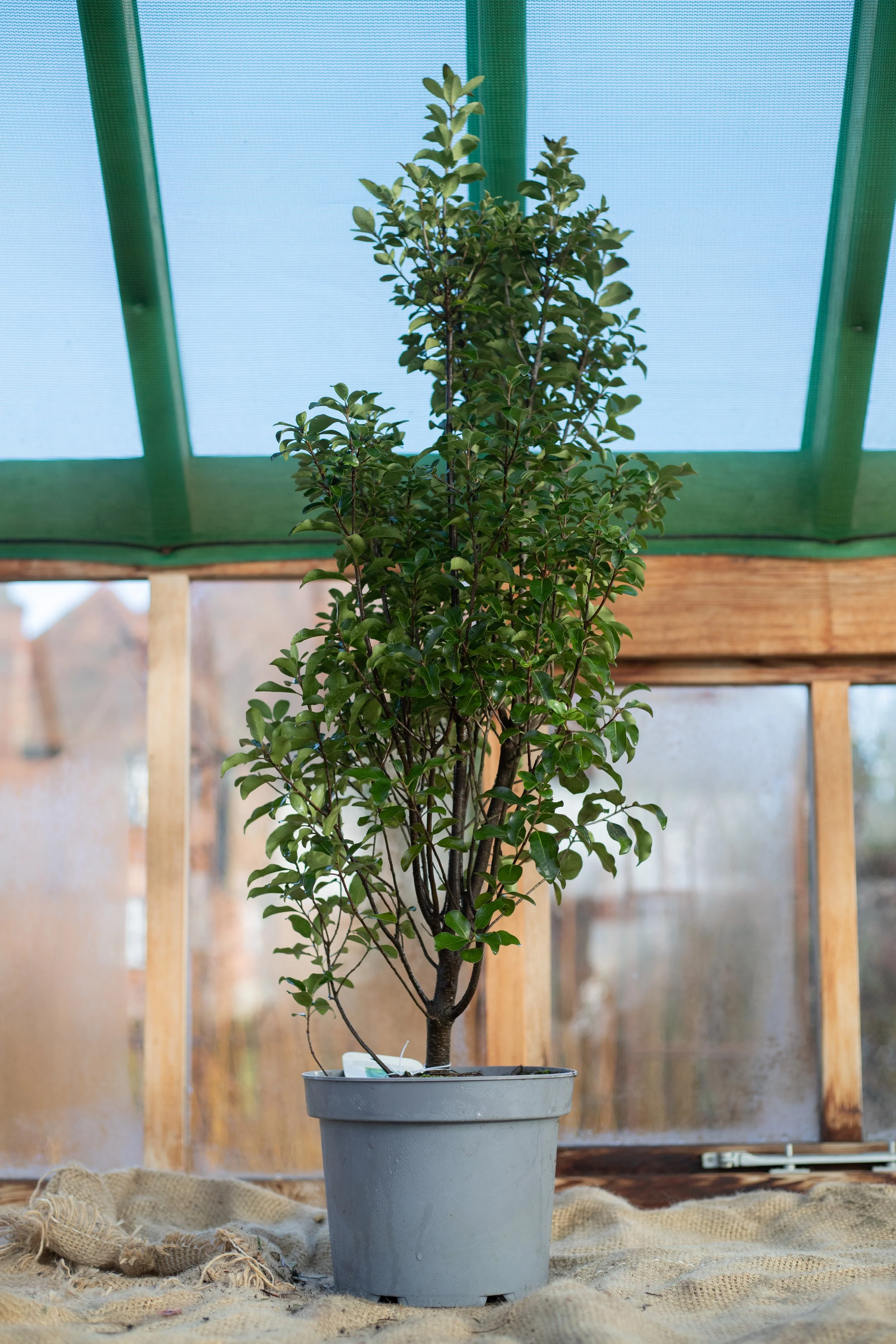 Pittisporum tenuifolium ‘Irish Luck’ (Tawhiwhi ‘Irish Luck’) [5L]