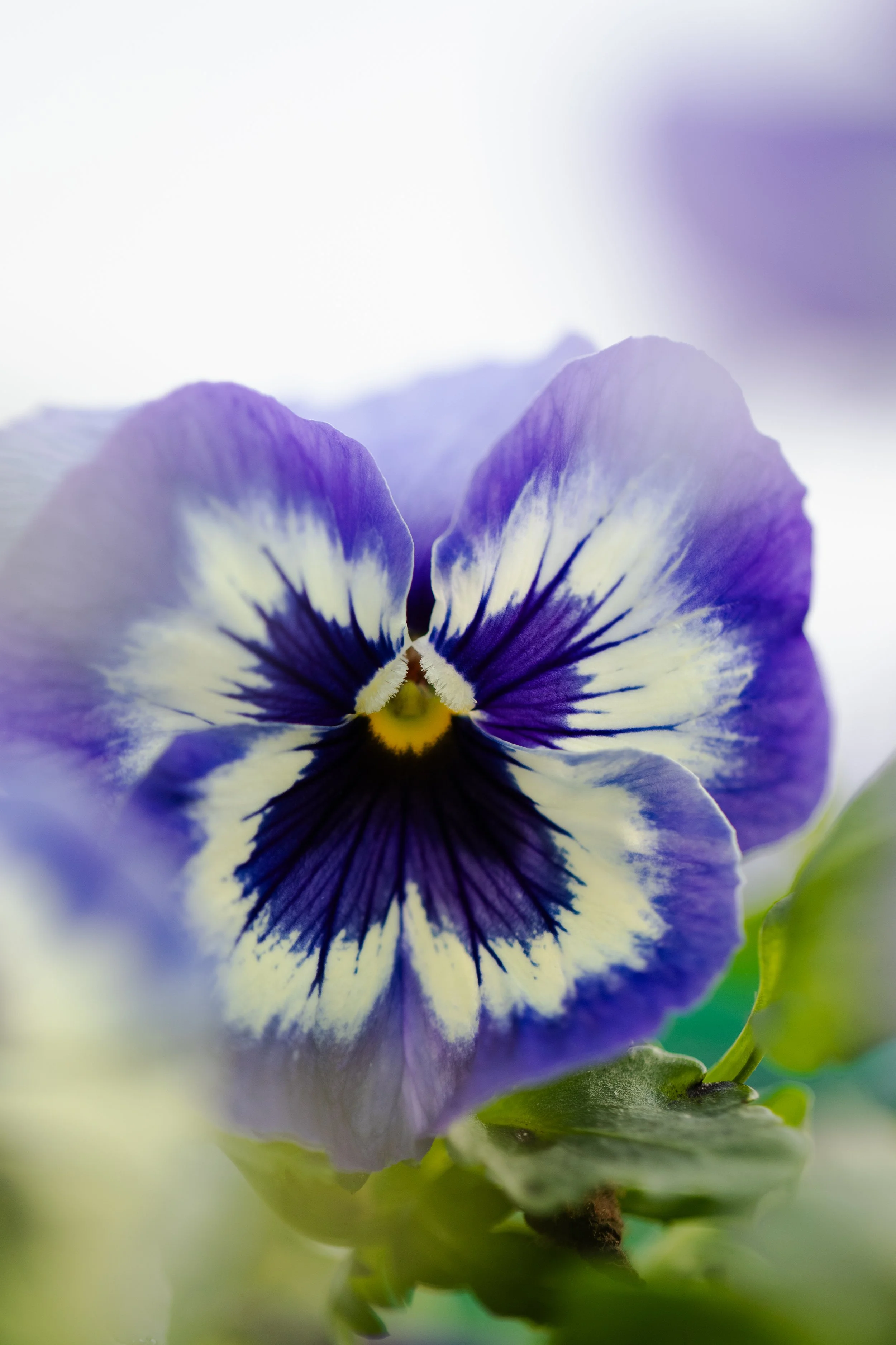 Close-up of a purple and white pansy flower with green leaves at the bottom.