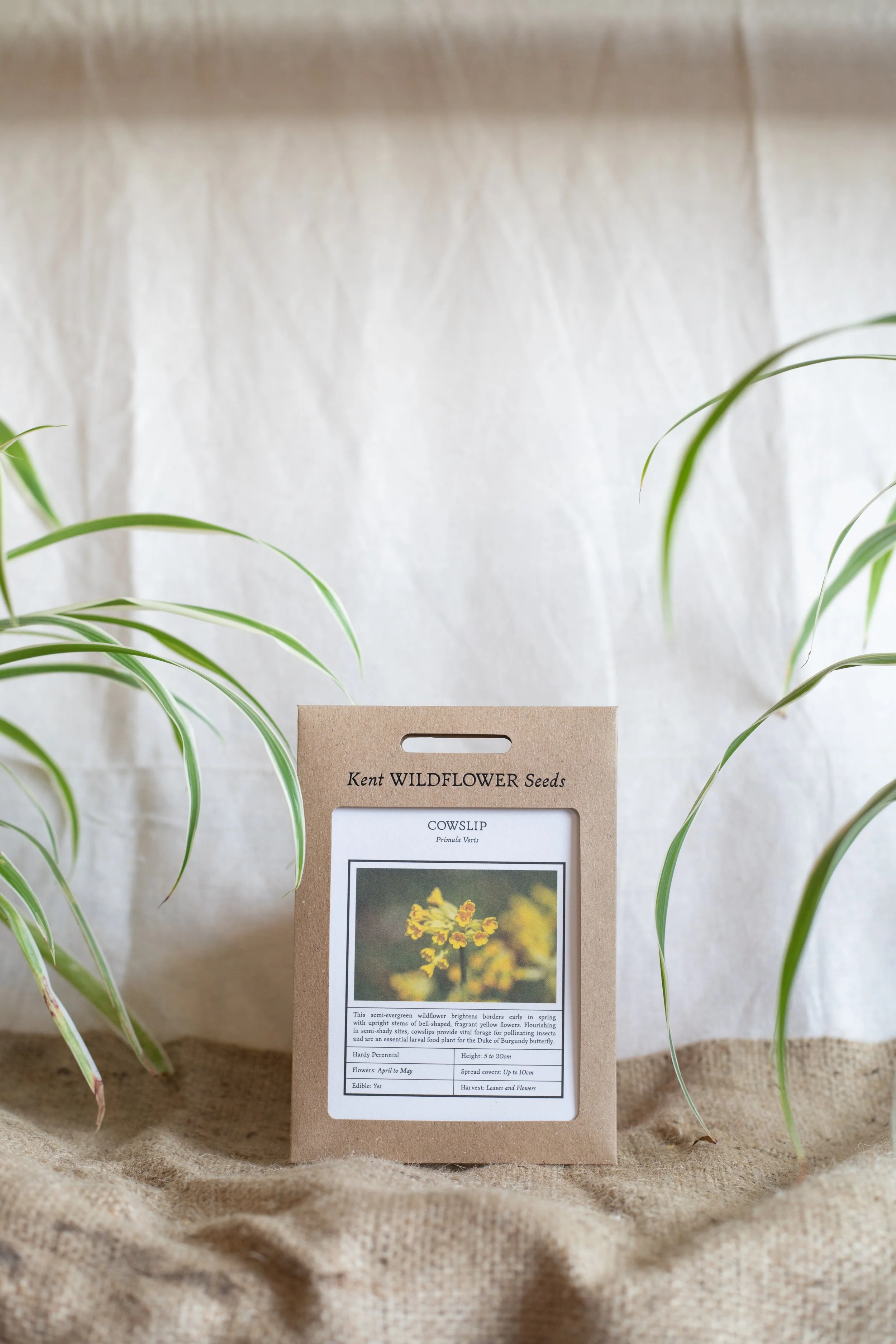 Cowslip (Kent Wildflower Seeds)