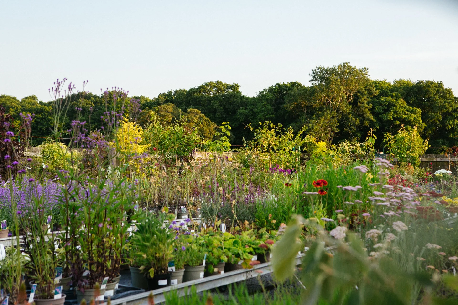 A vibrant garden nursery with numerous potted plants and flowers, set against a backdrop of green trees under a clear sky.