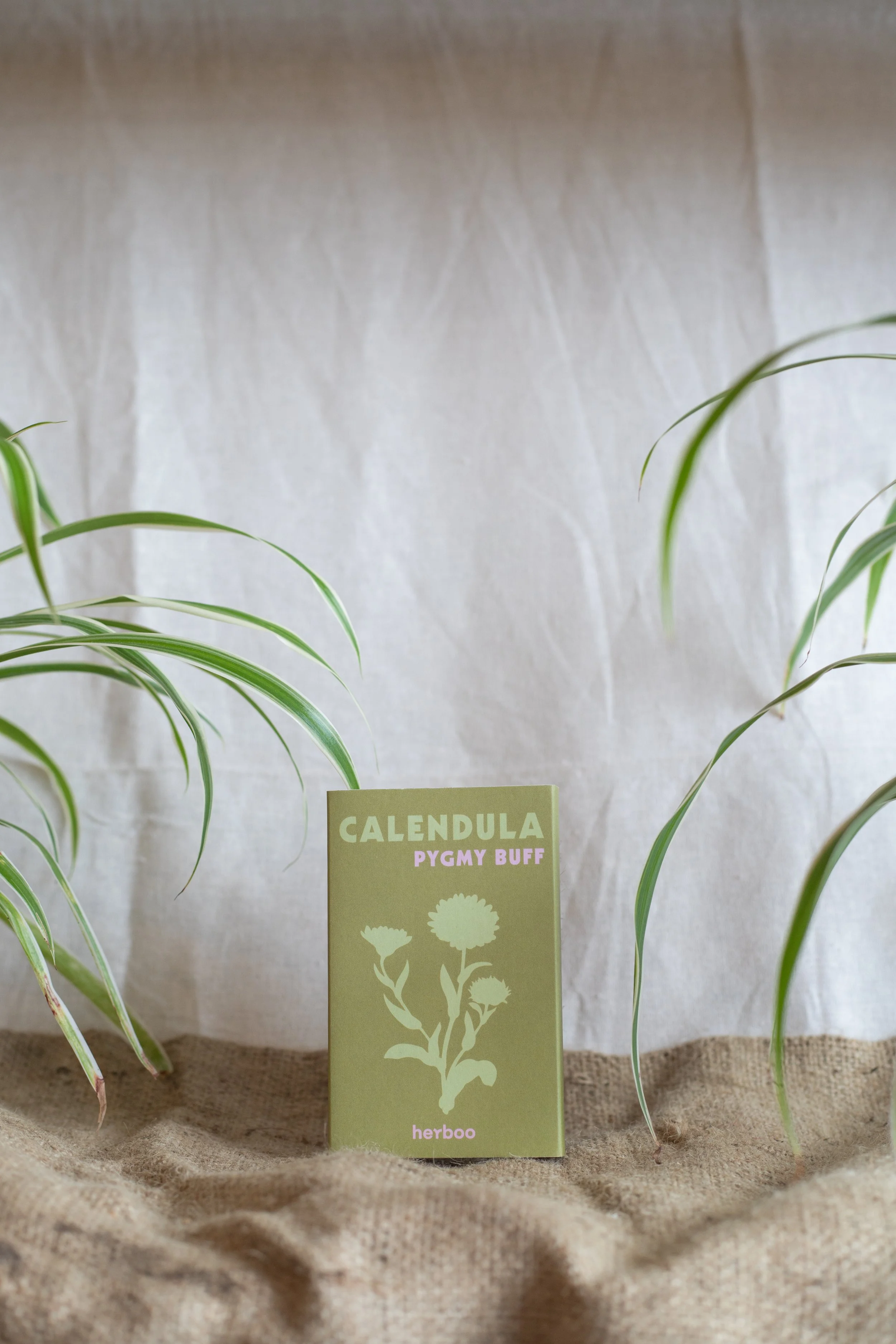 Calendula ‘Pygmy Buff’ (Herboo)