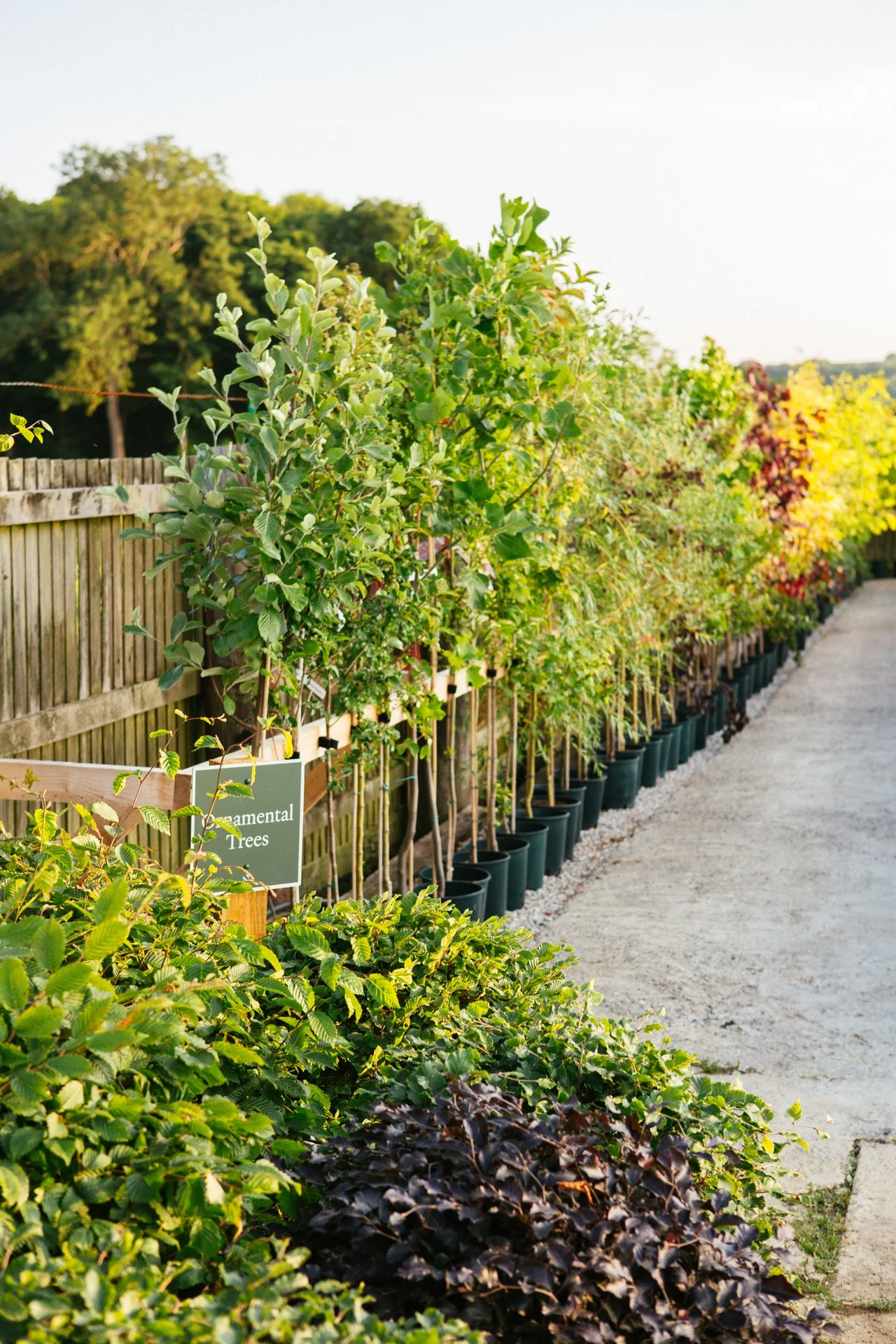Row of potted trees and shrubs along a gravel pathway in a garden center, with a sign indicating 'ornamental Trees'.
