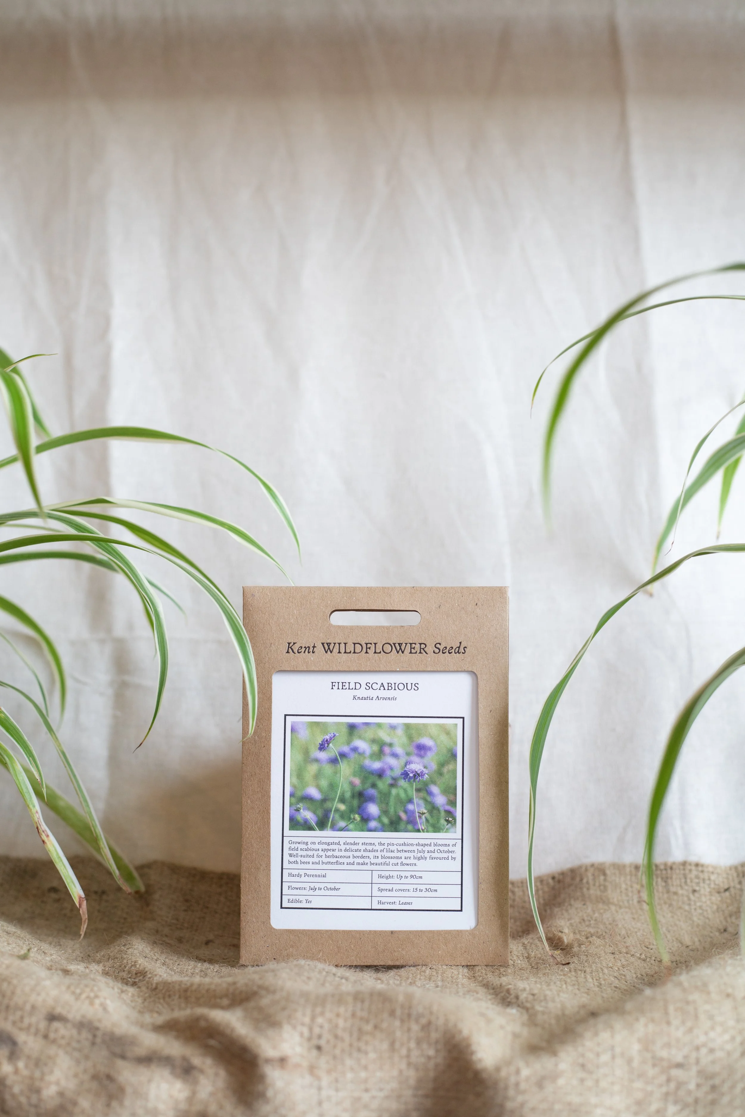 Field scabious (Kent Wildflower Seeds)