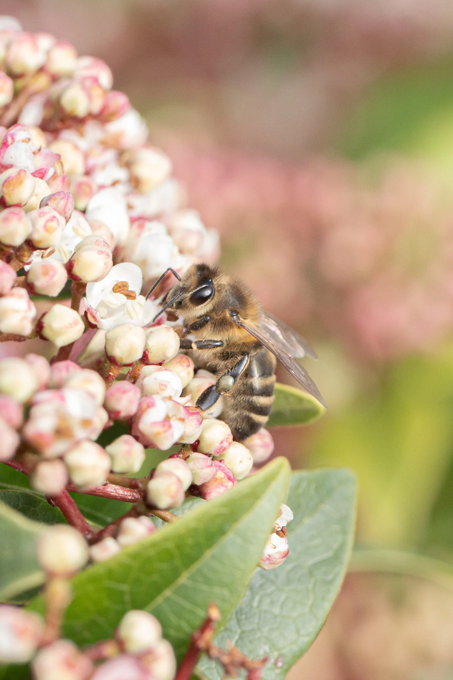 Close-up image of a bee collecting nectar from a cluster of pink and white flowers with green leaves in the background.
