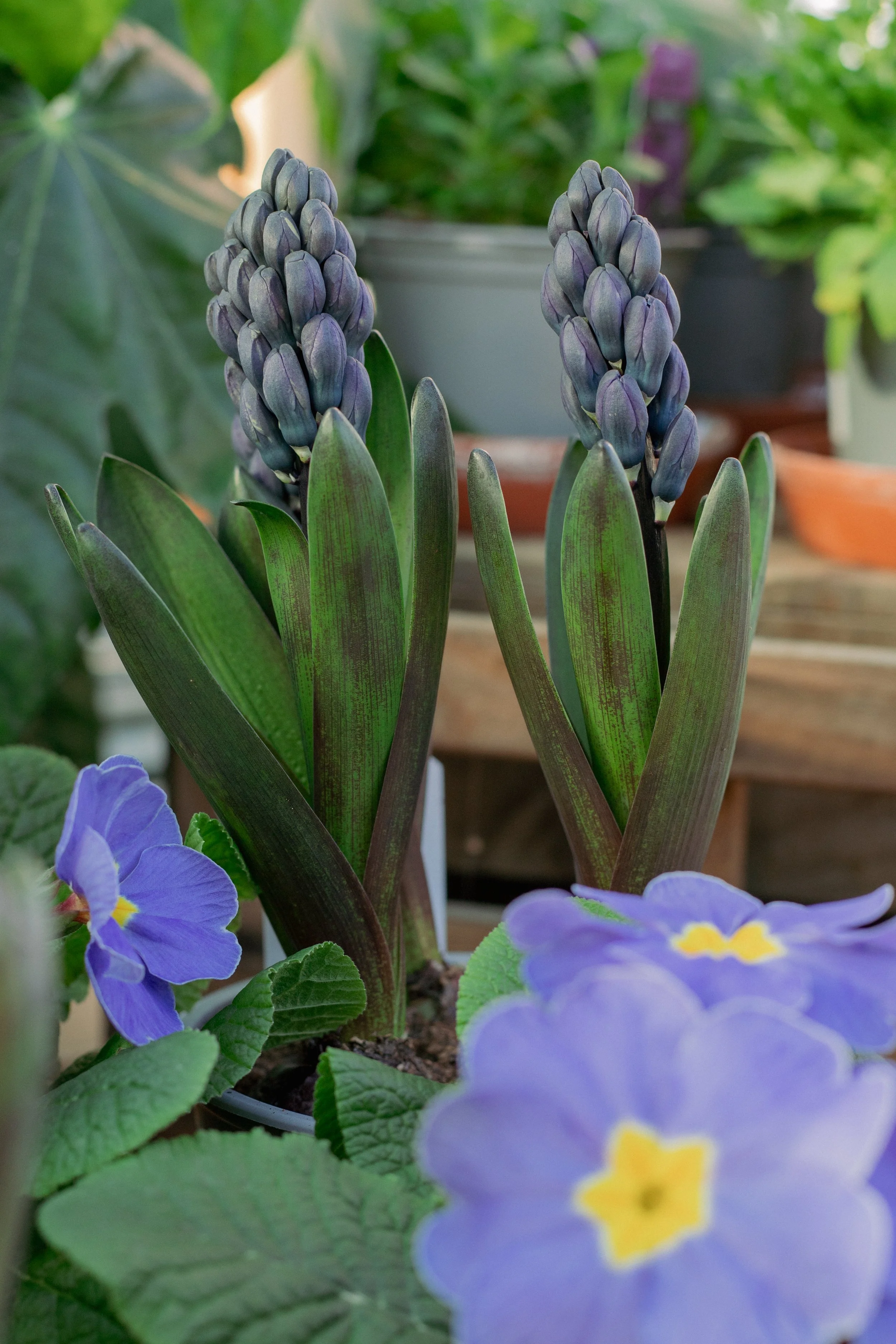 Close-up of purple hyacinth flowers with green leaves, surrounded by purple primrose flowers, in a garden setting.