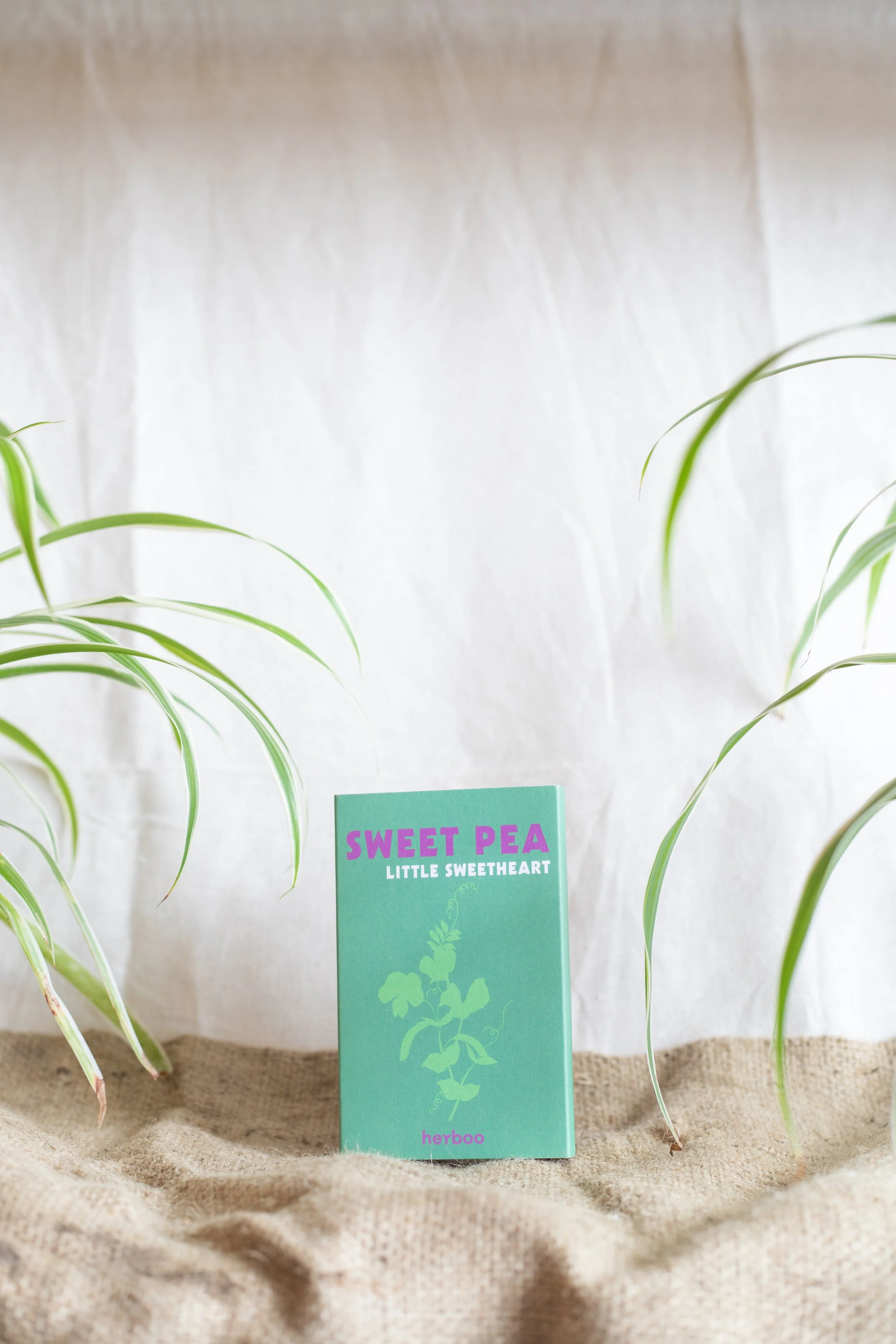 Sweet Pea Little Sweetheart (Herboo)