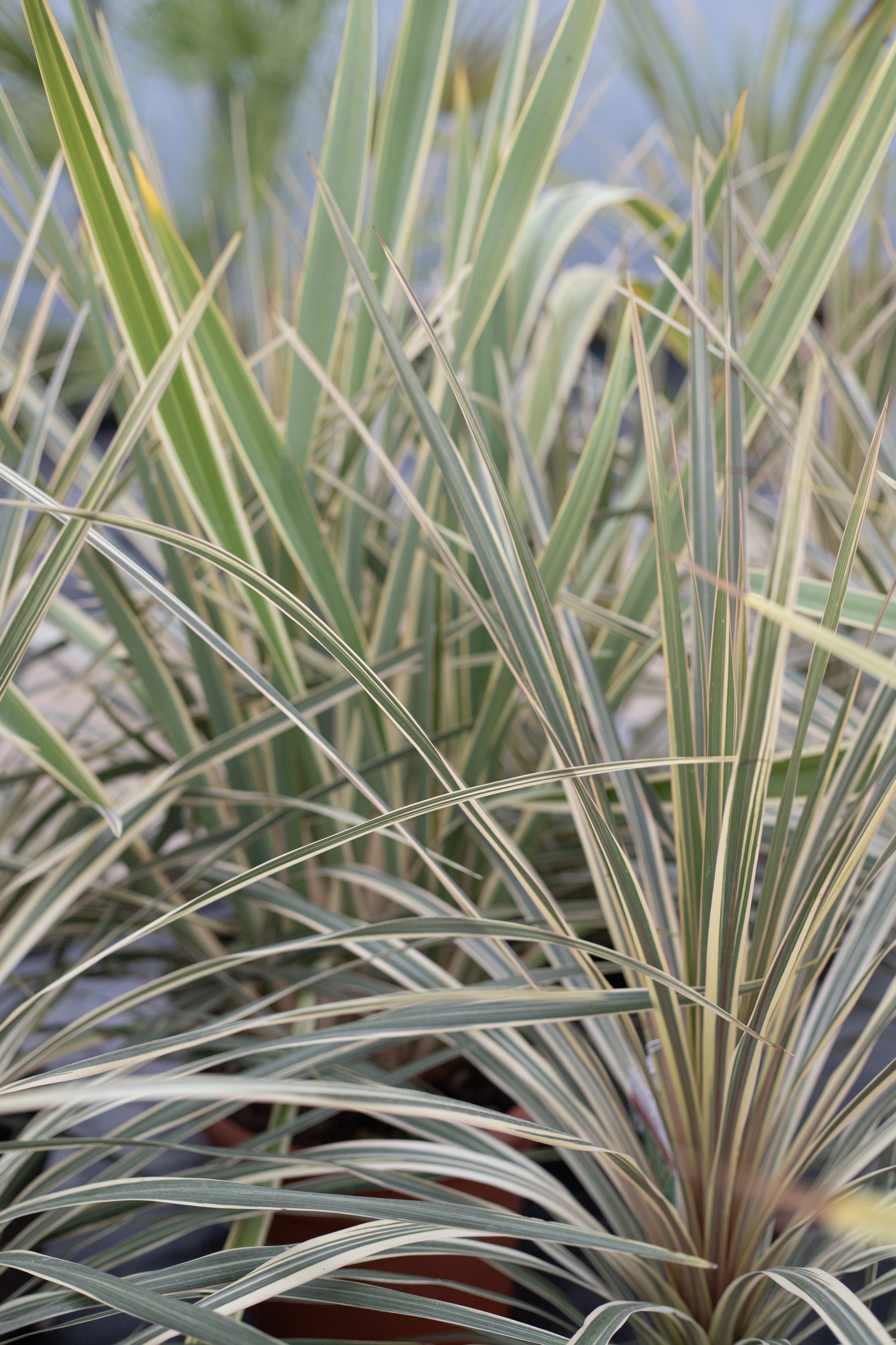 Close-up of variegated grass or ornamental plant with long, slender green and cream striped leaves.