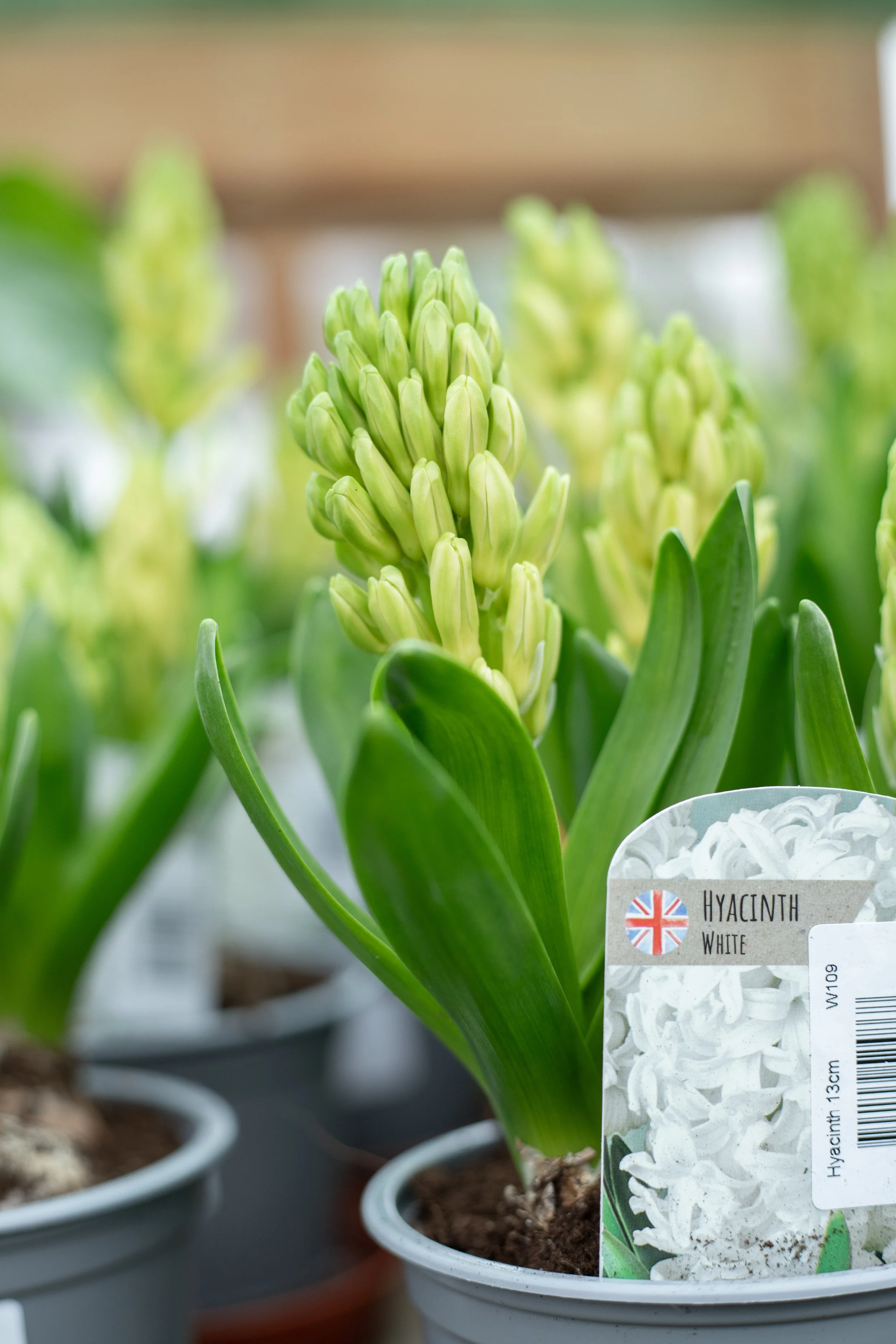 Hyacinth - White Pearl [13cm]