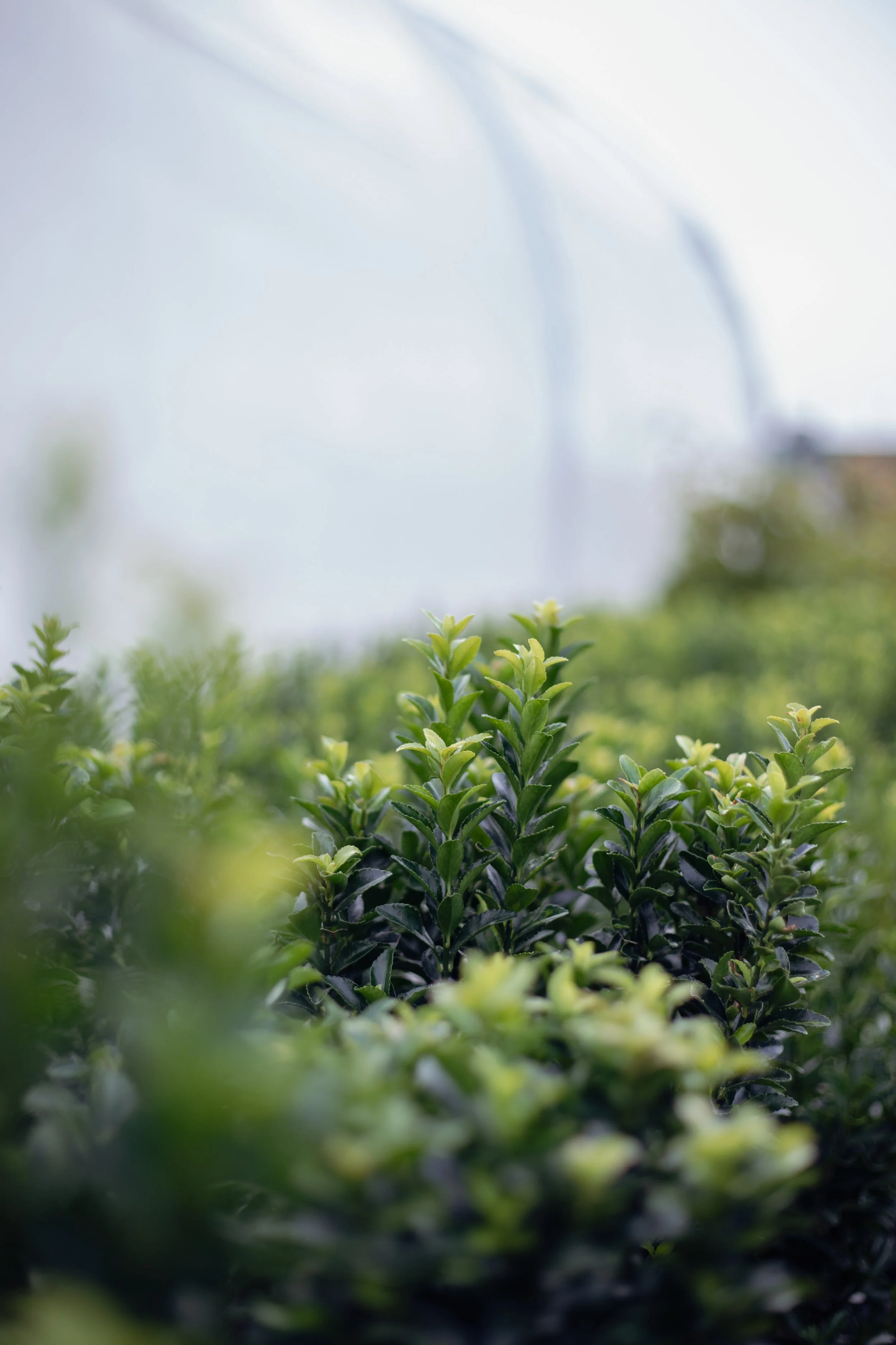 Close-up of green plants inside a greenhouse with a white arched structure in the background.