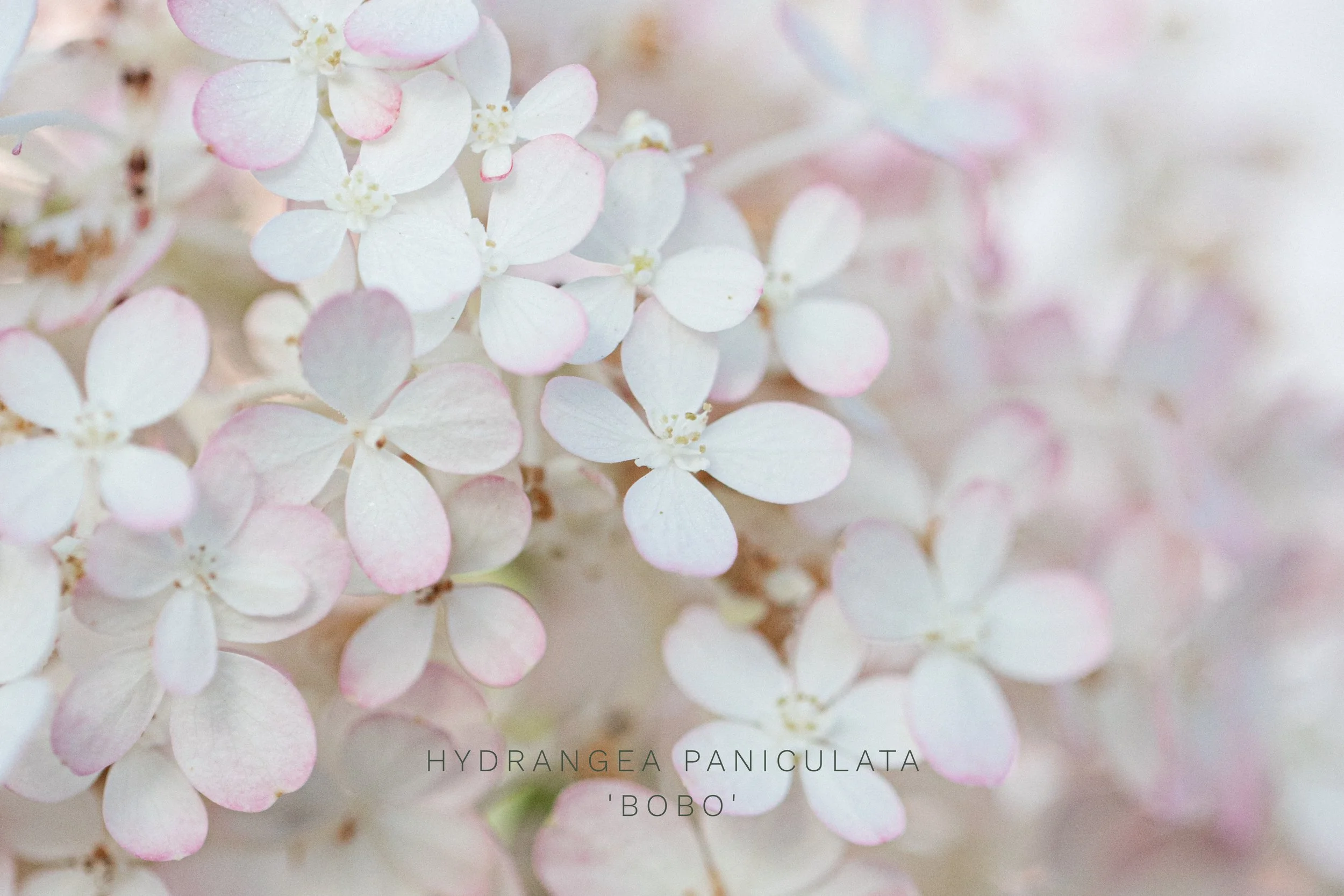Hydrangea paniculata 'Bobo'.jpg