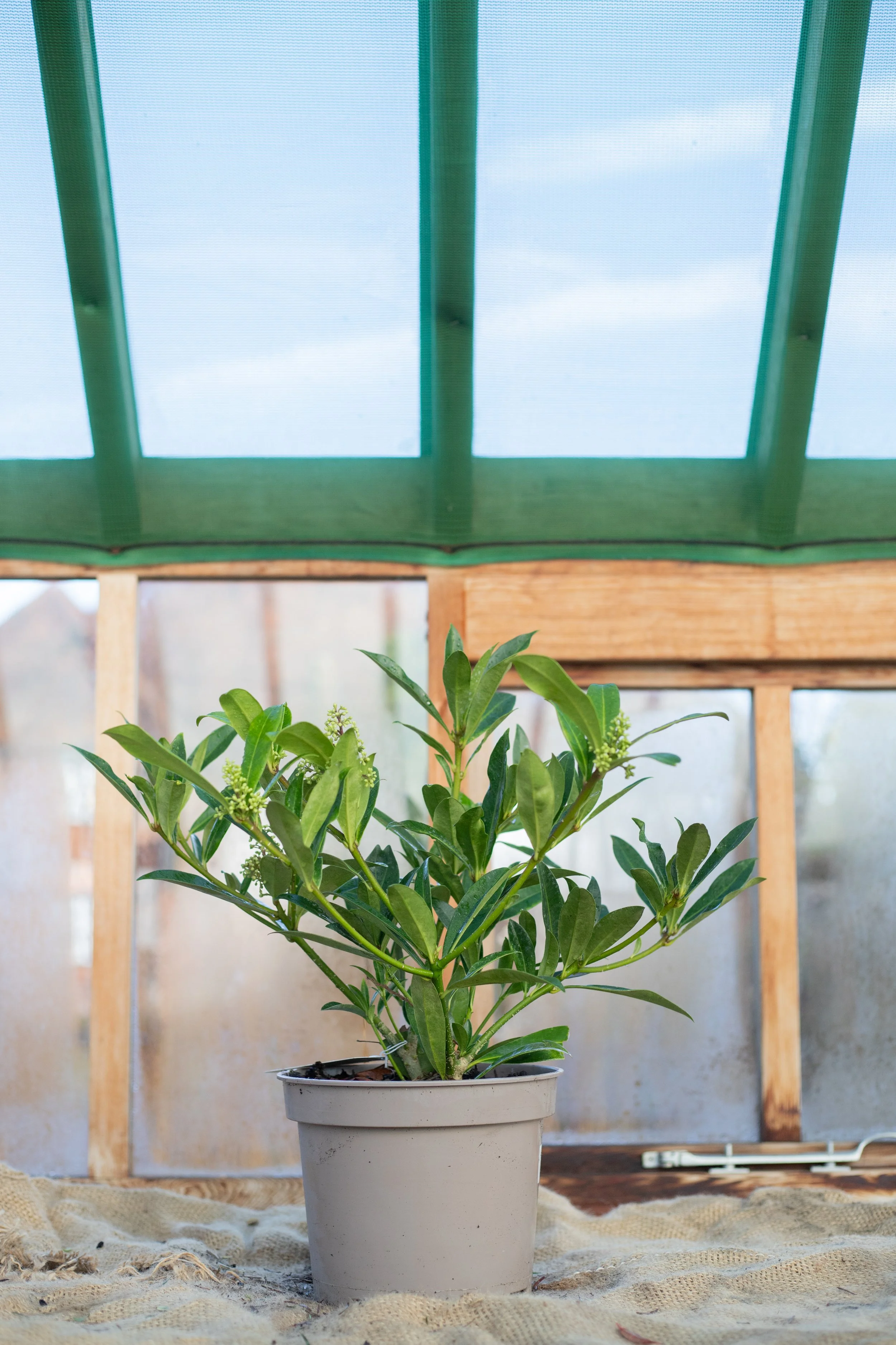 Skimmia x confusa ‘Kew Green’ (Skimmia ‘Kew Green’) [5L]