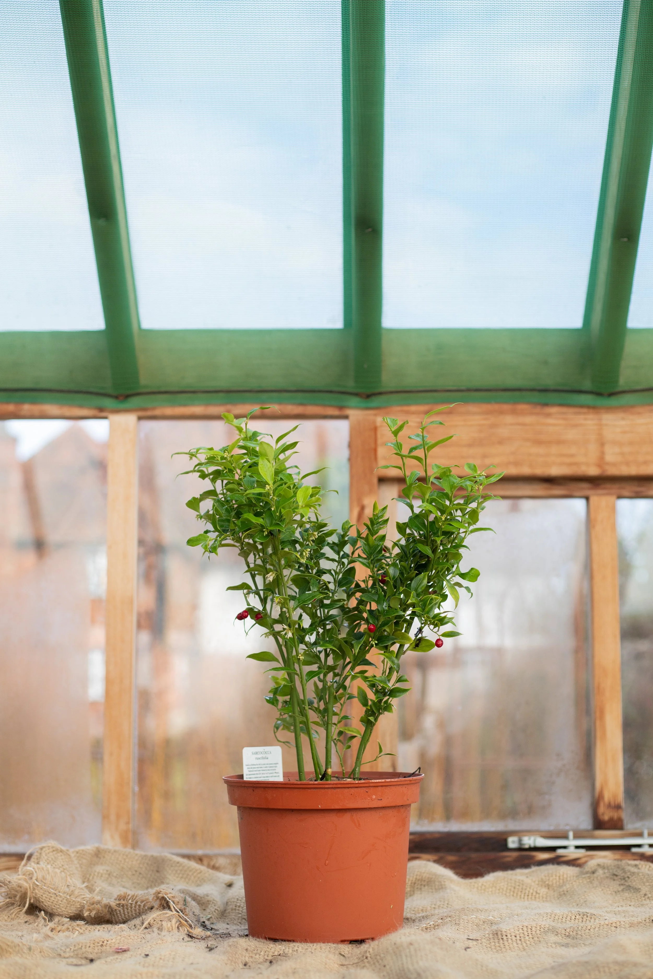 Sarcococca ruscifolia (Fragrant sweet box) [5L]