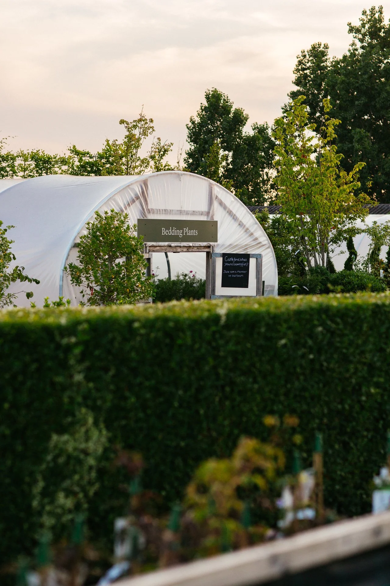 A greenhouse labeled "Bedding Plants" with trees and bushes around it, and a hedge in the foreground at sunset.