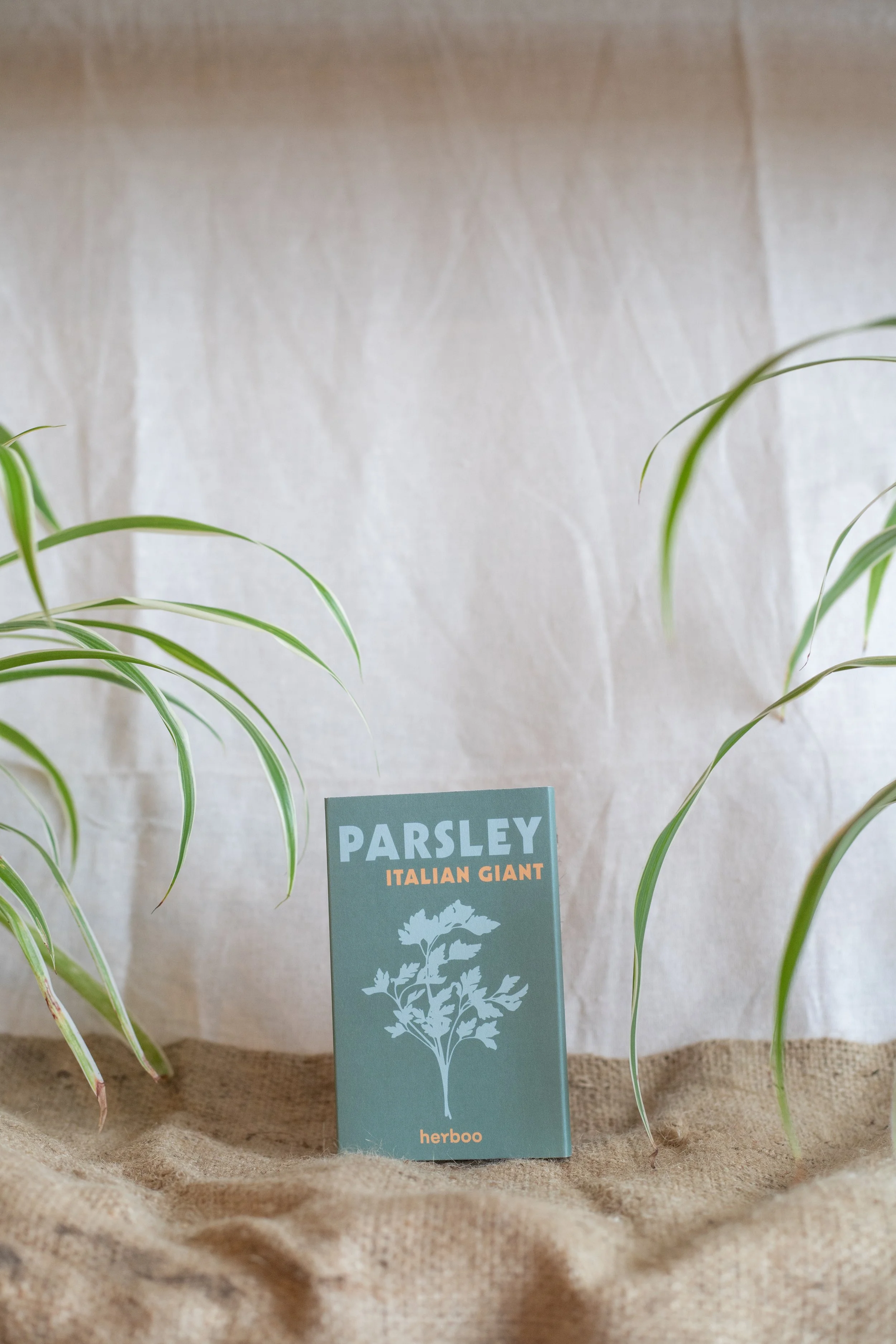 Parsley ‘Italian Giant’ (Herboo)