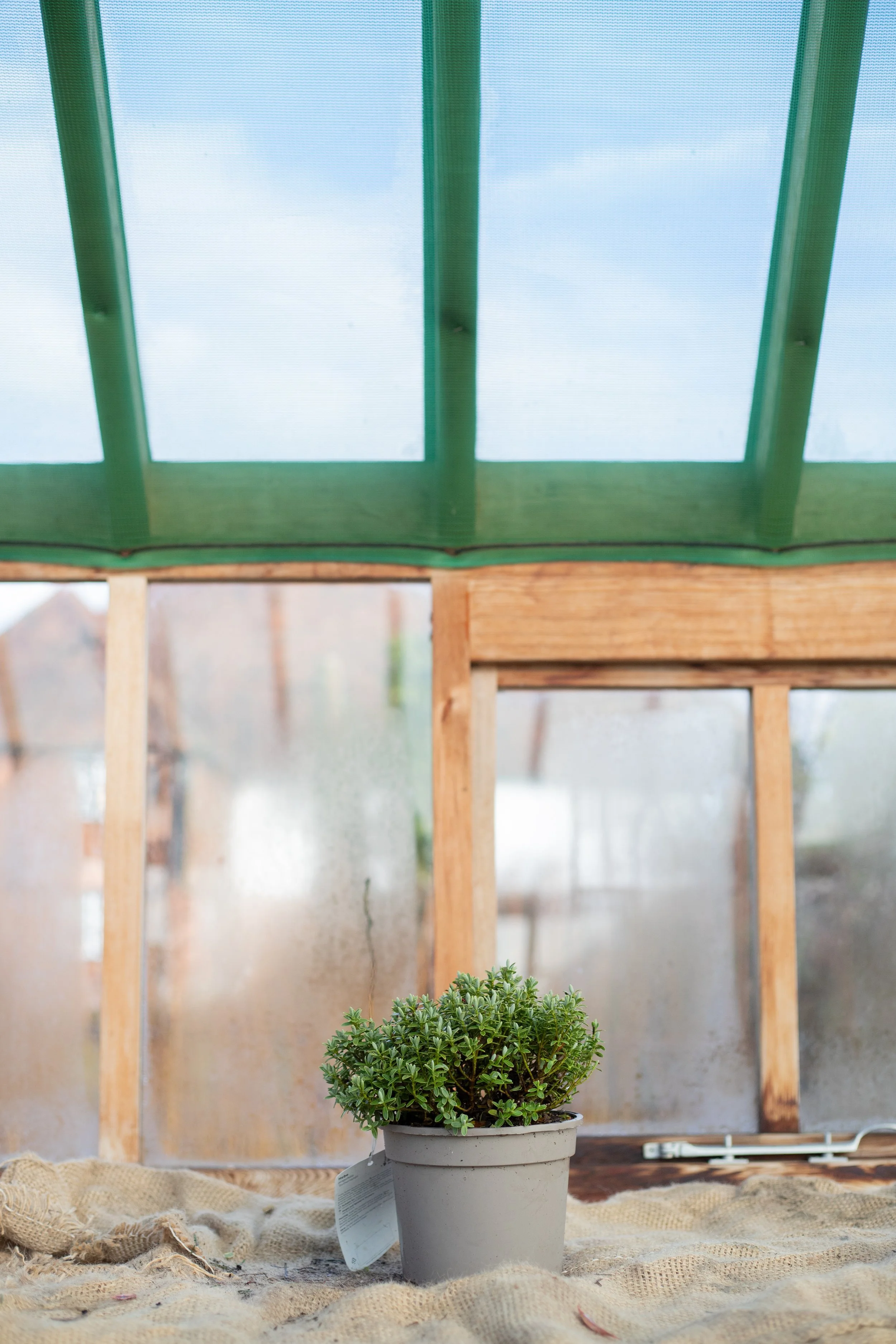 Hebe pinguifolia ‘Sutherlandii’ (Hebe Sutherlandii) [2L]