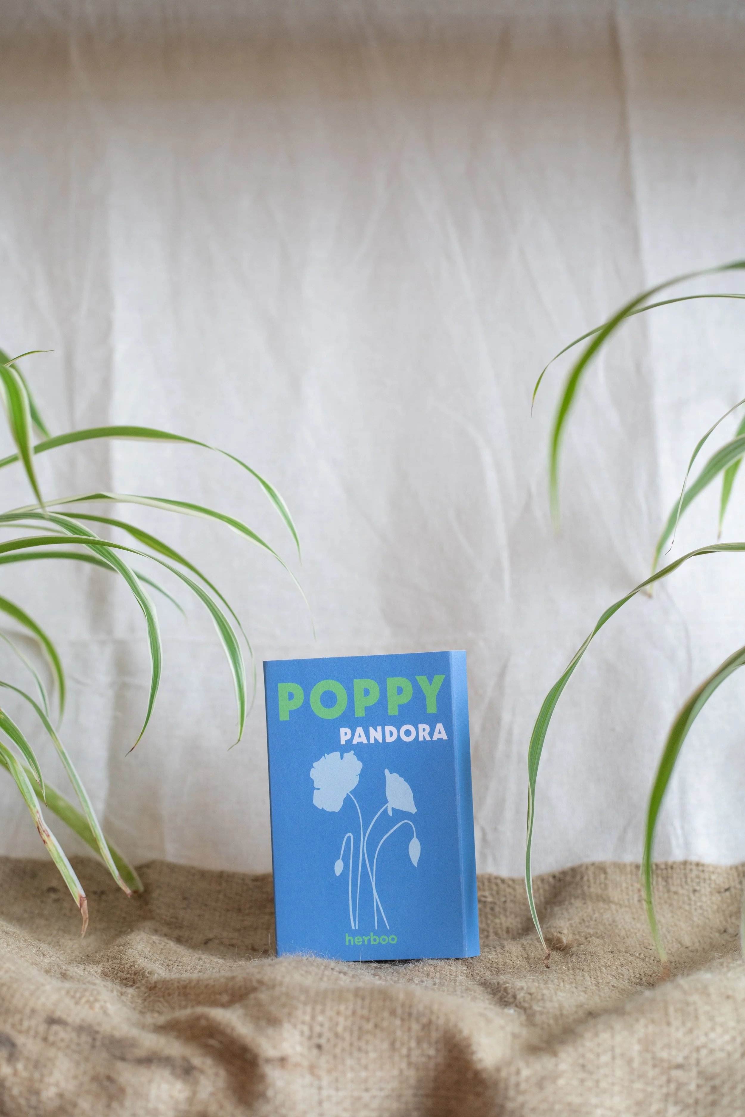 Poppy ‘Pandora’ (Herboo)