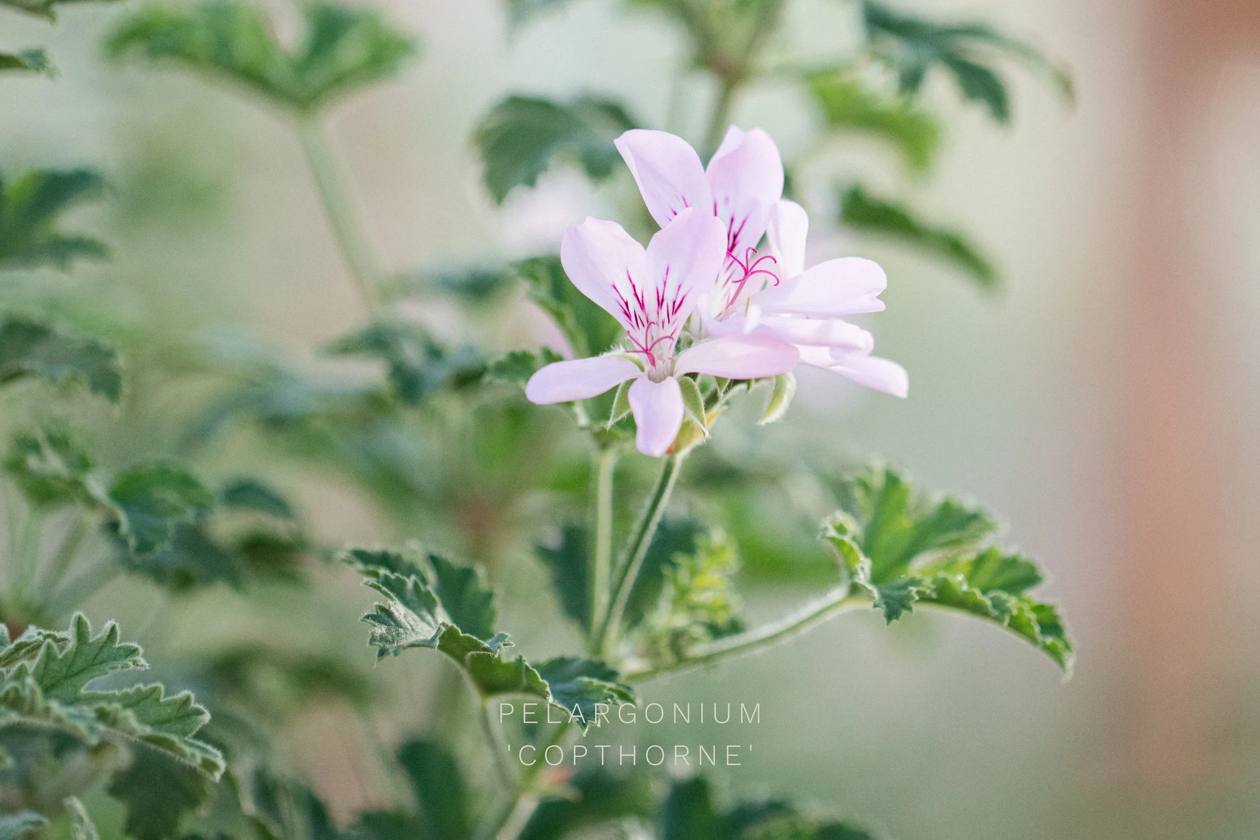 Pelargonium 'Copthorne'.jpg