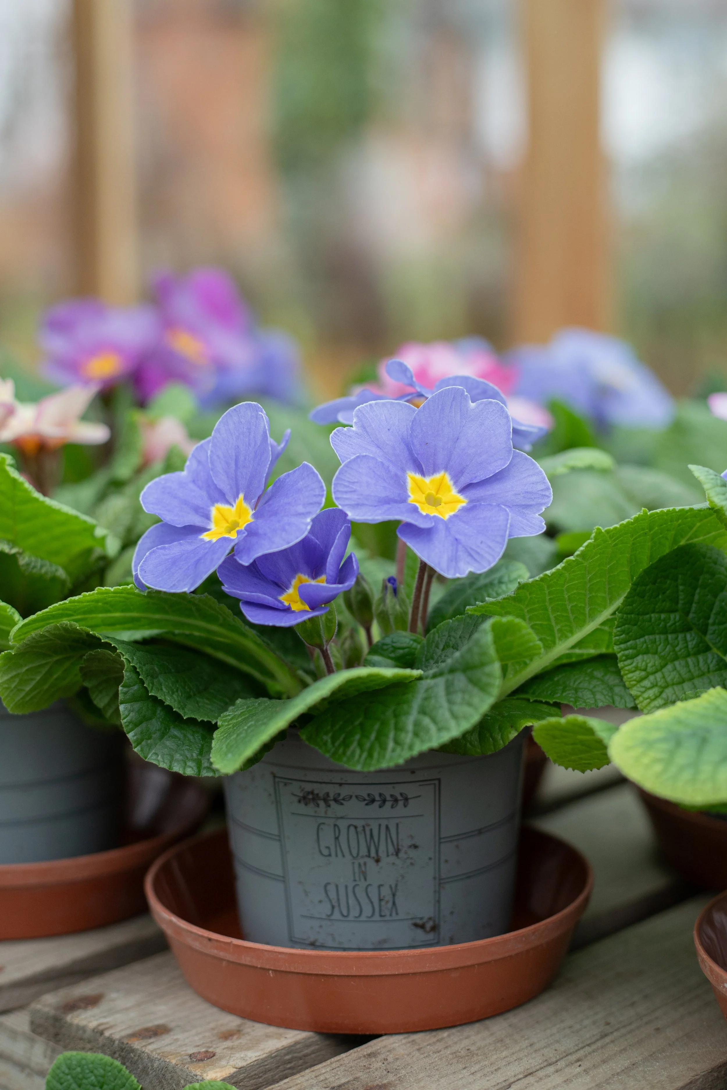 Primrose - Provence Mixed [10.5cm]